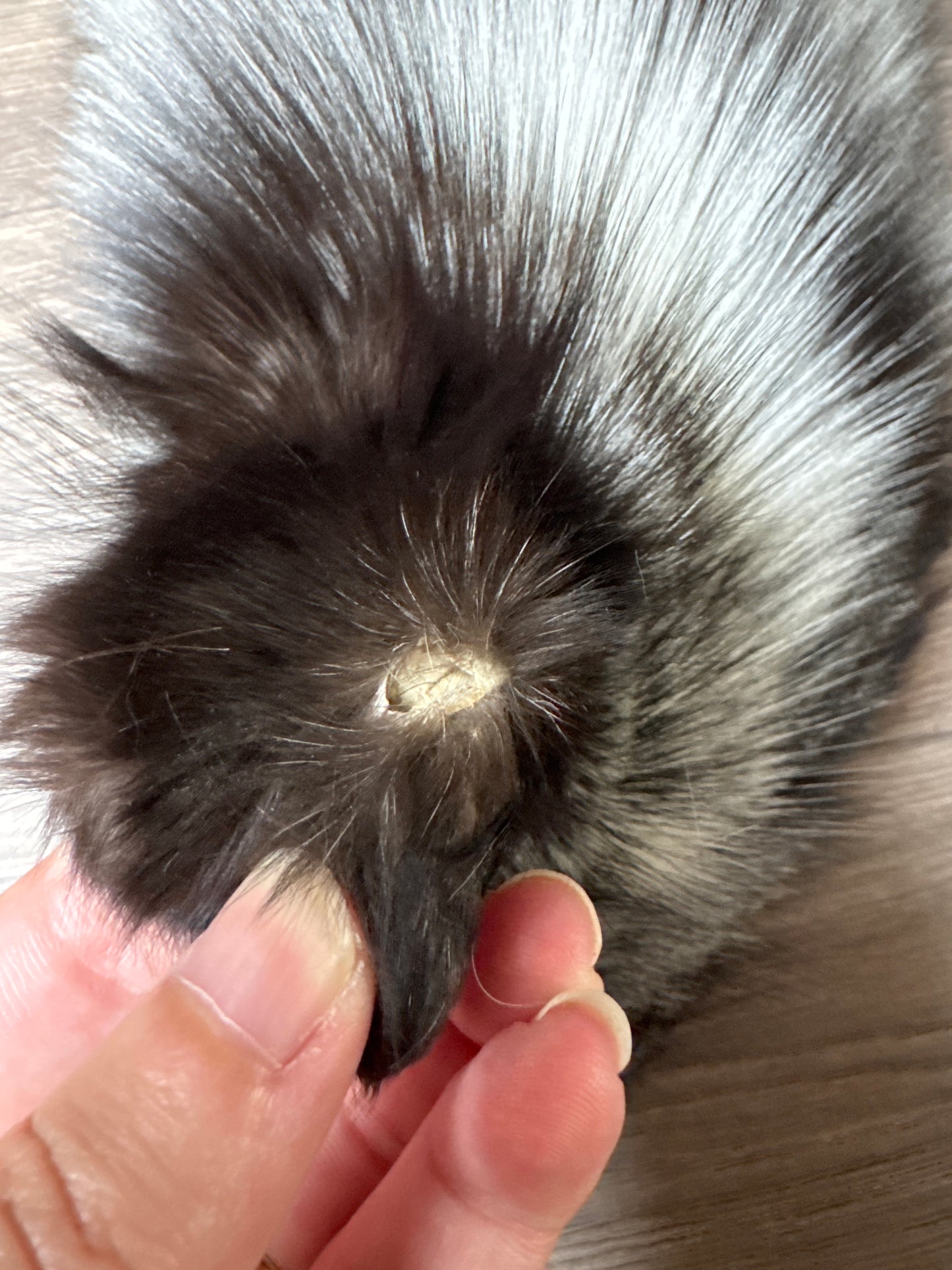 Silver Ringneck fox pelt (27)