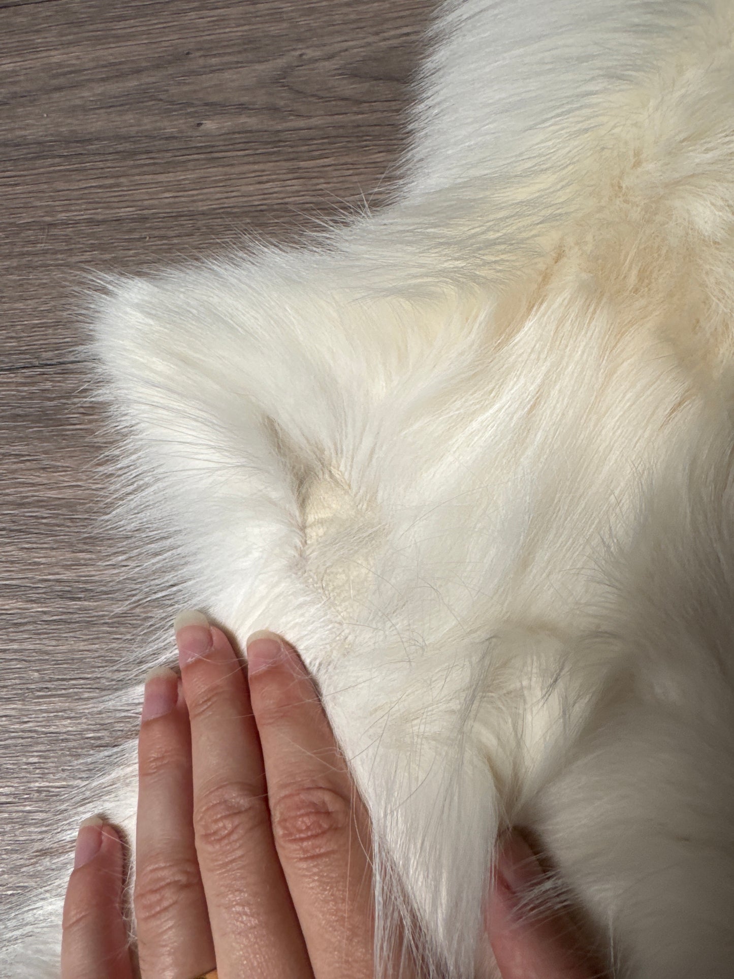 Sun Glow fox pelt (4)