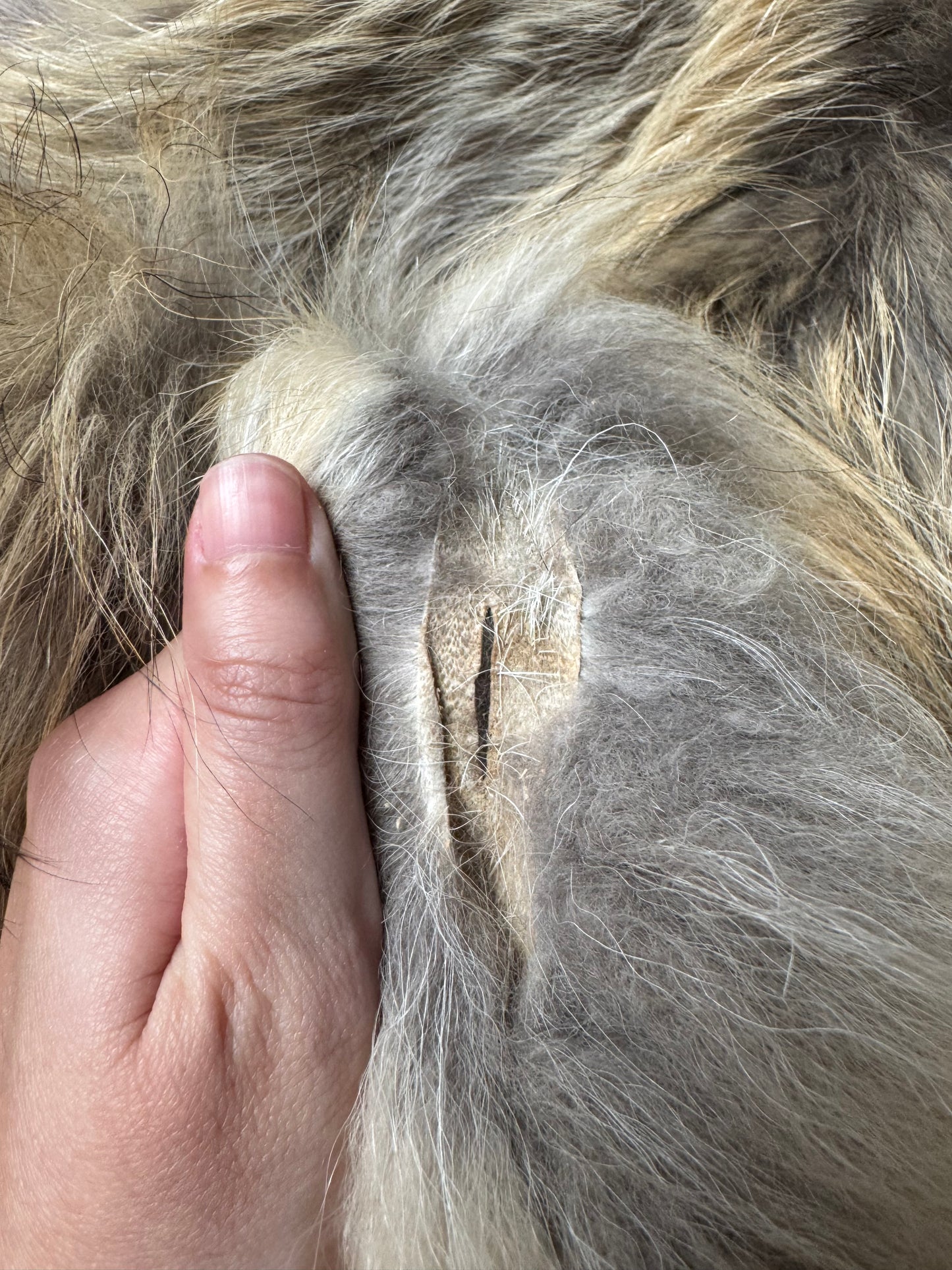 Tanuki pelt (5)