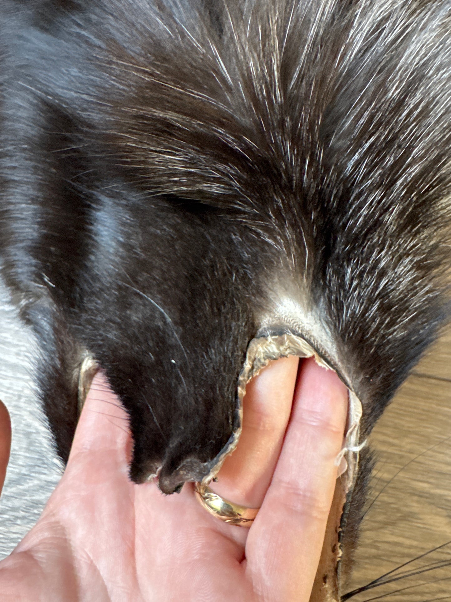 Silver fox pelt (12)