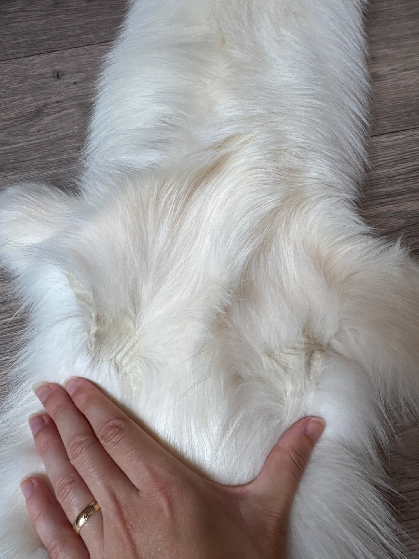 Sun Glow fox pelt (8)