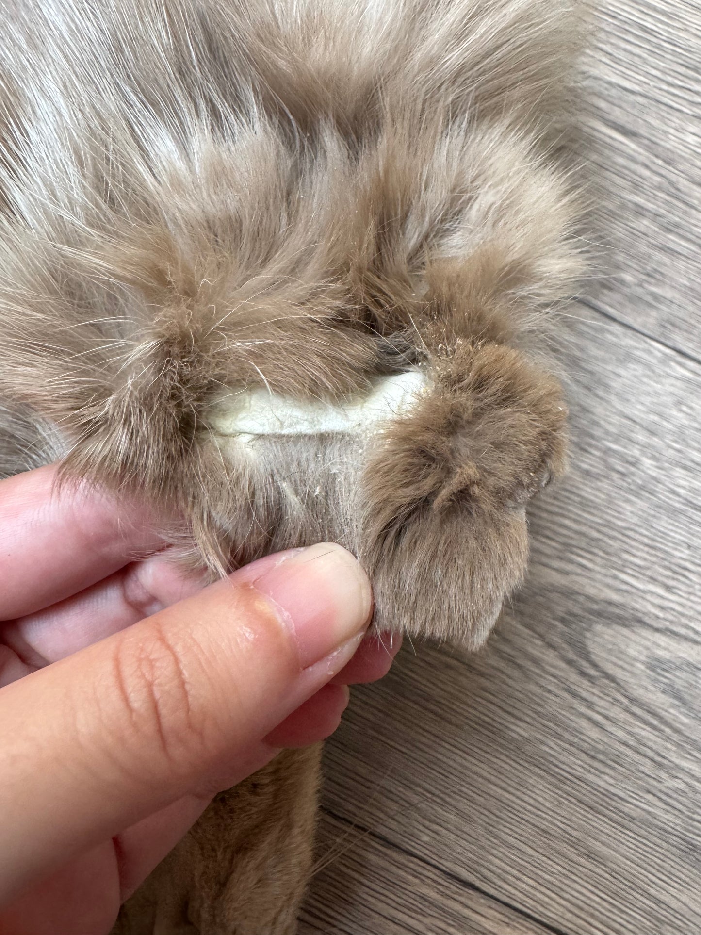 Amber fox pelt (1)