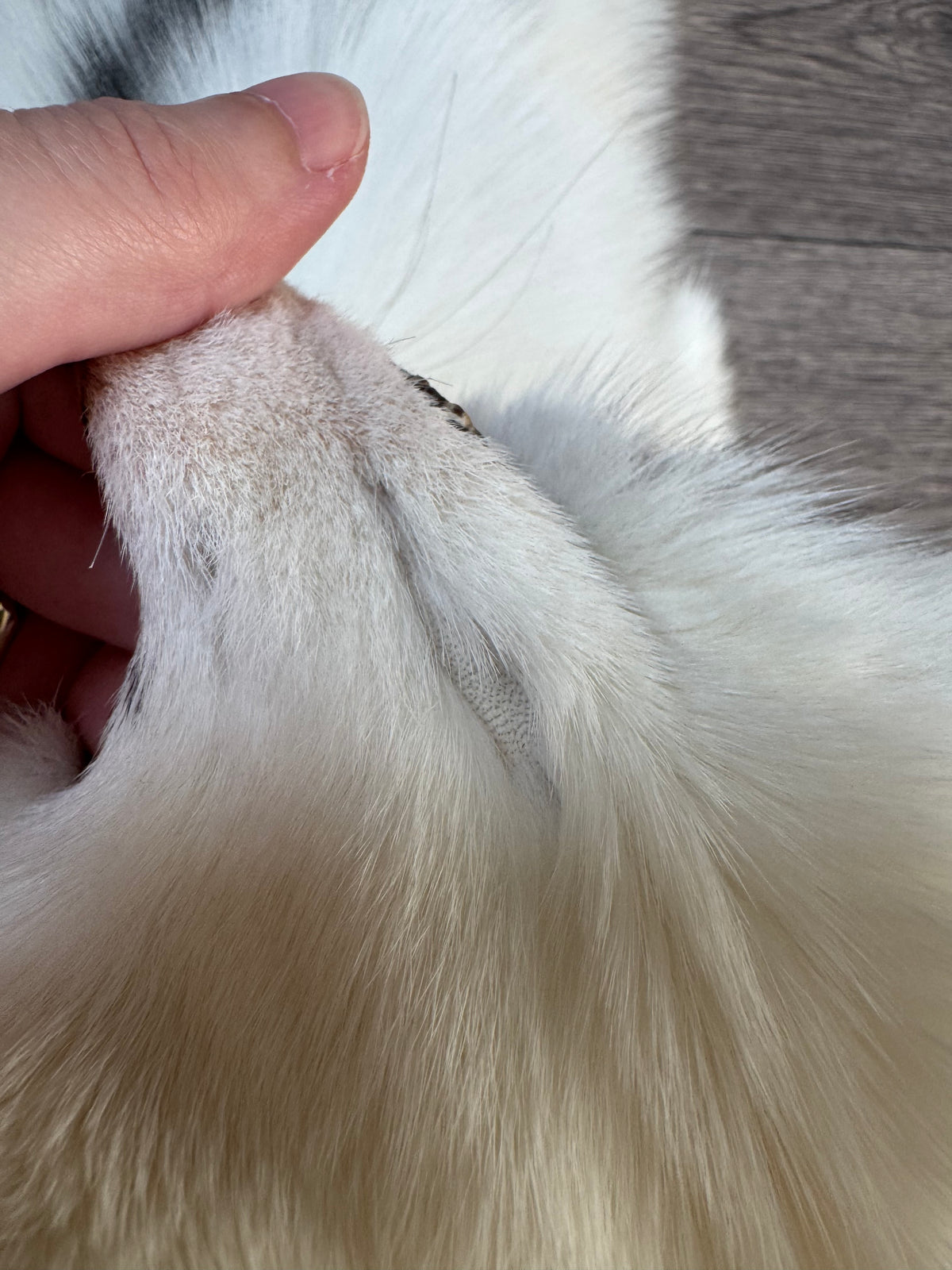 Marble Frost fox pelt (18)
