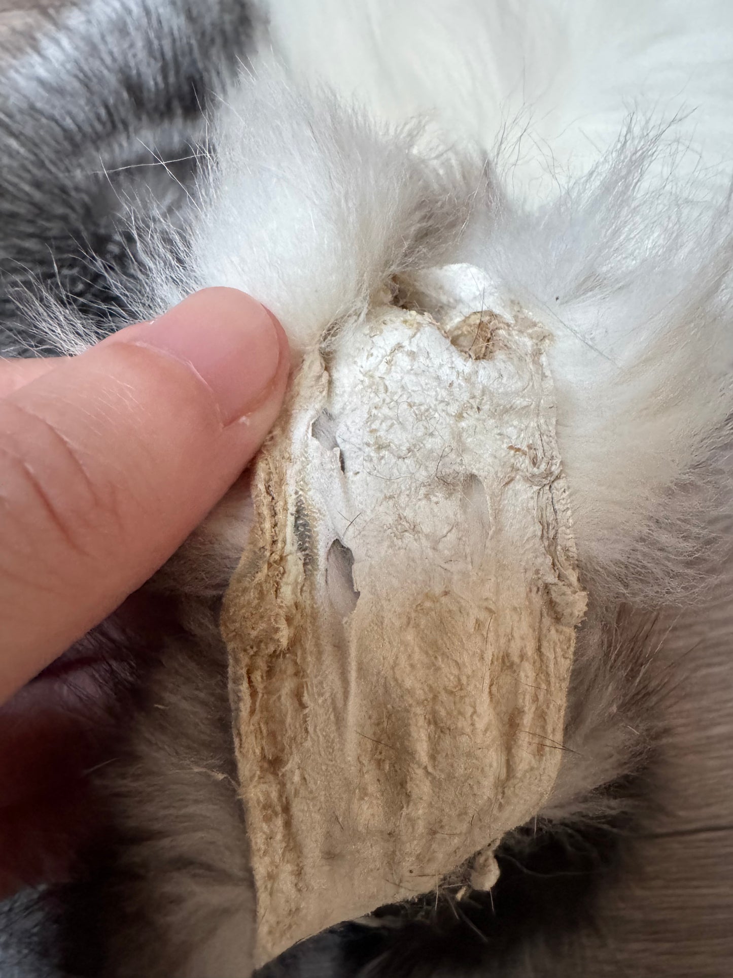 Male Silver Ringneck fox mountable pelt (tag 42)