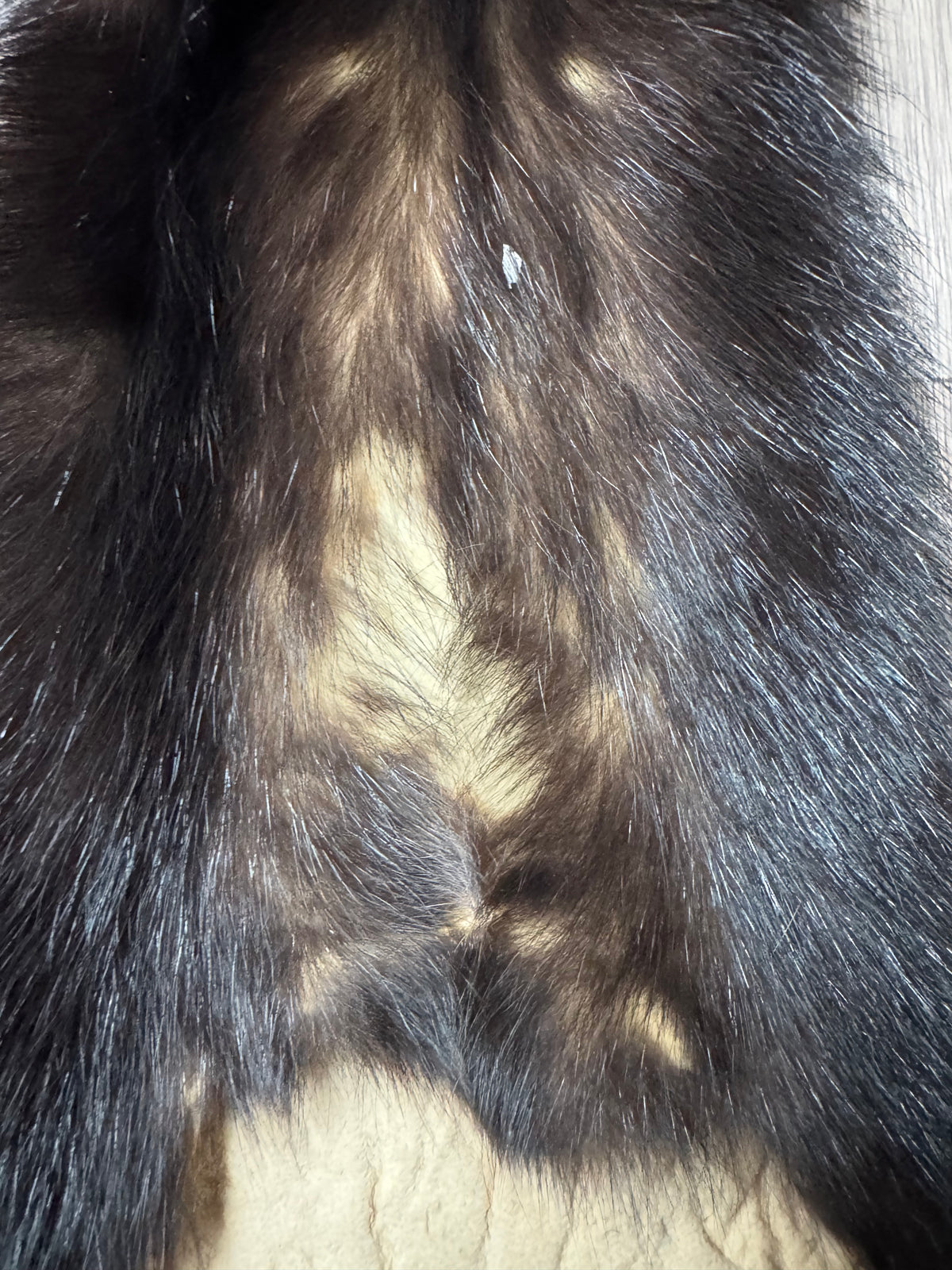 Skunk pelt (5)