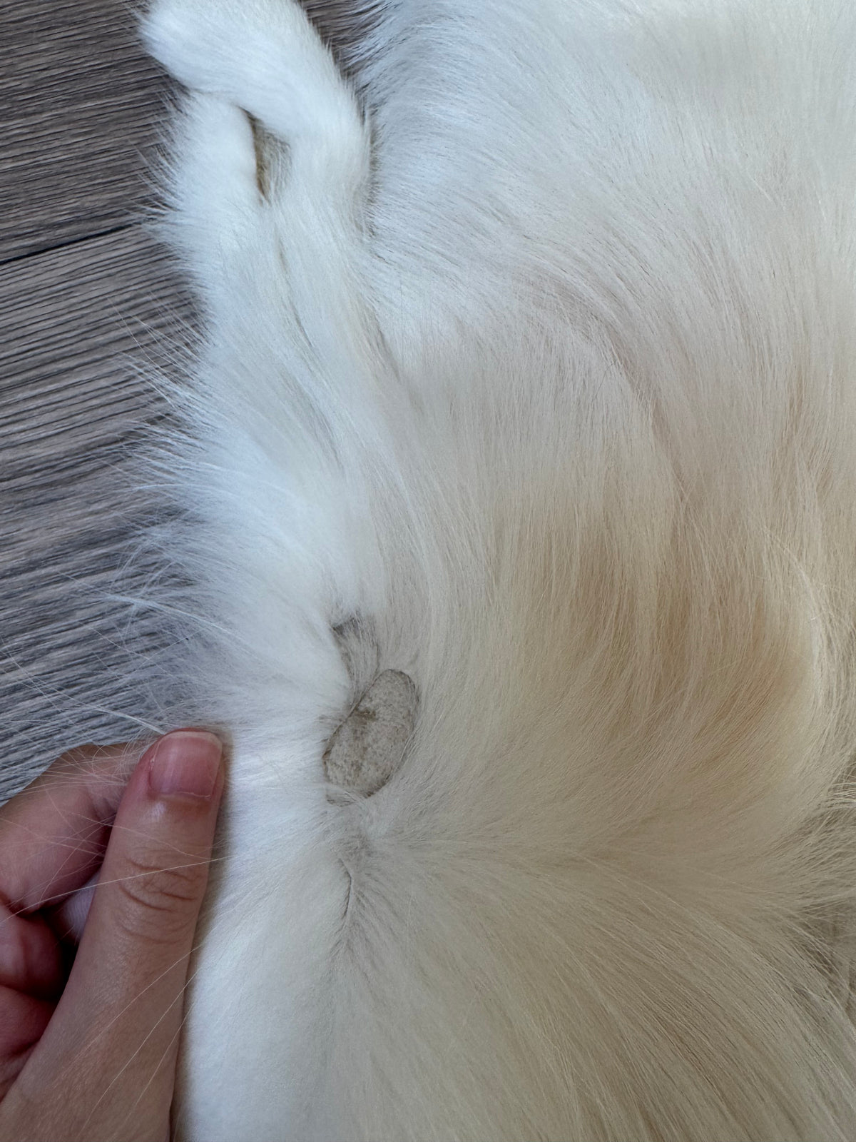 Arctic Marble fox pelt (34)