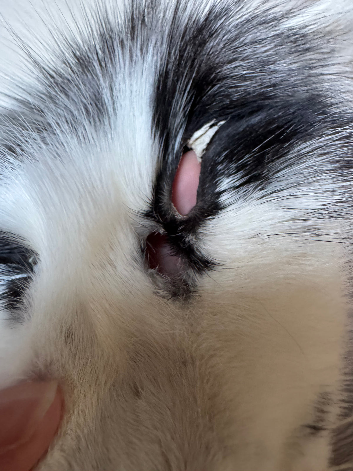Arctic Marble fox pelt (15)