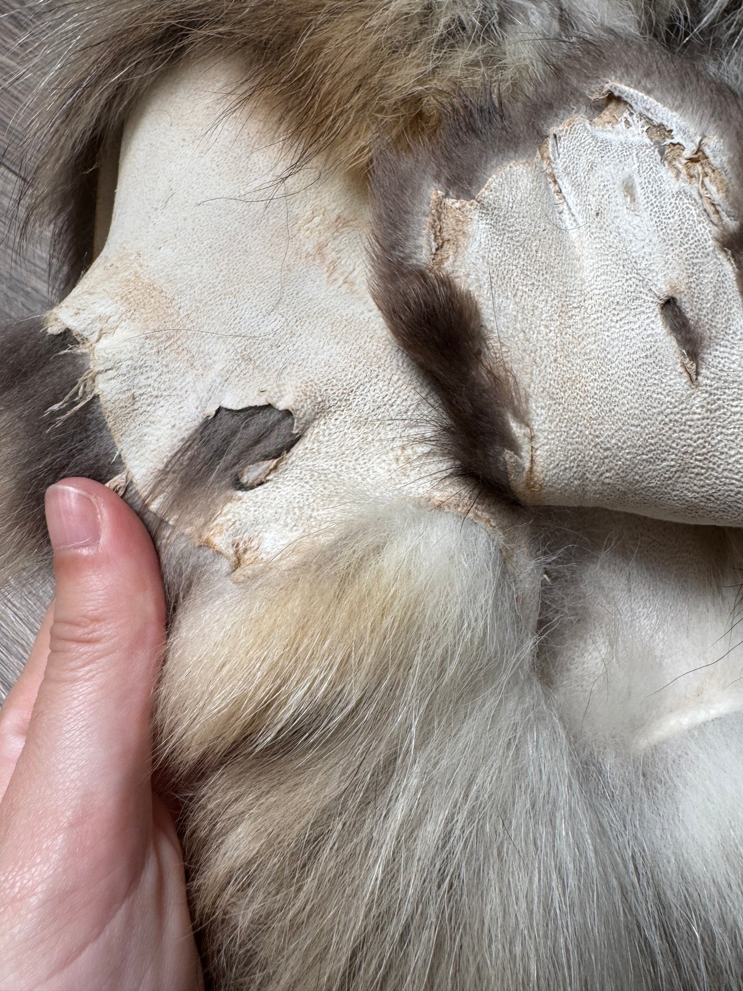Tanuki pelt (7)