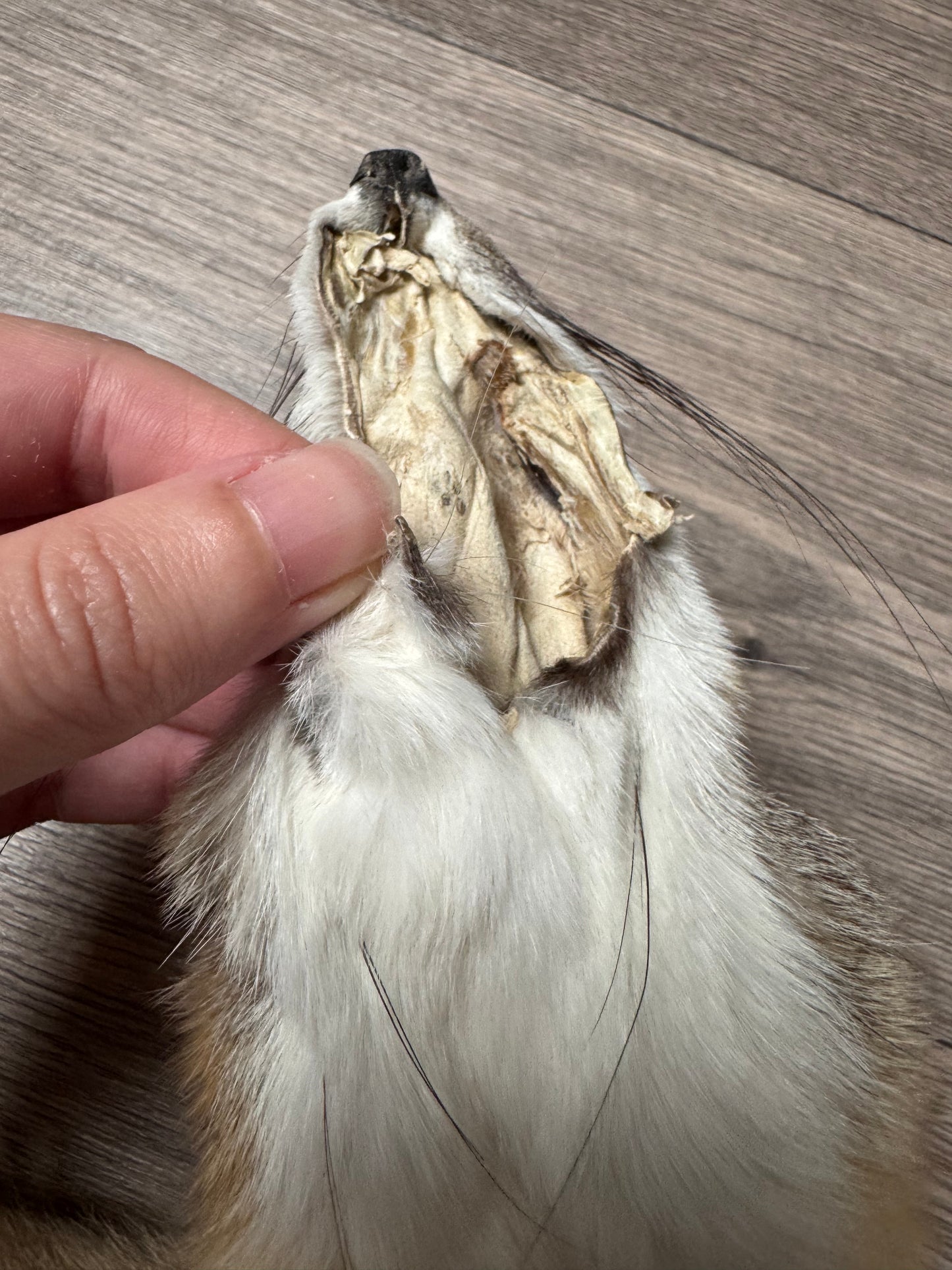 Swift fox pelt (3)