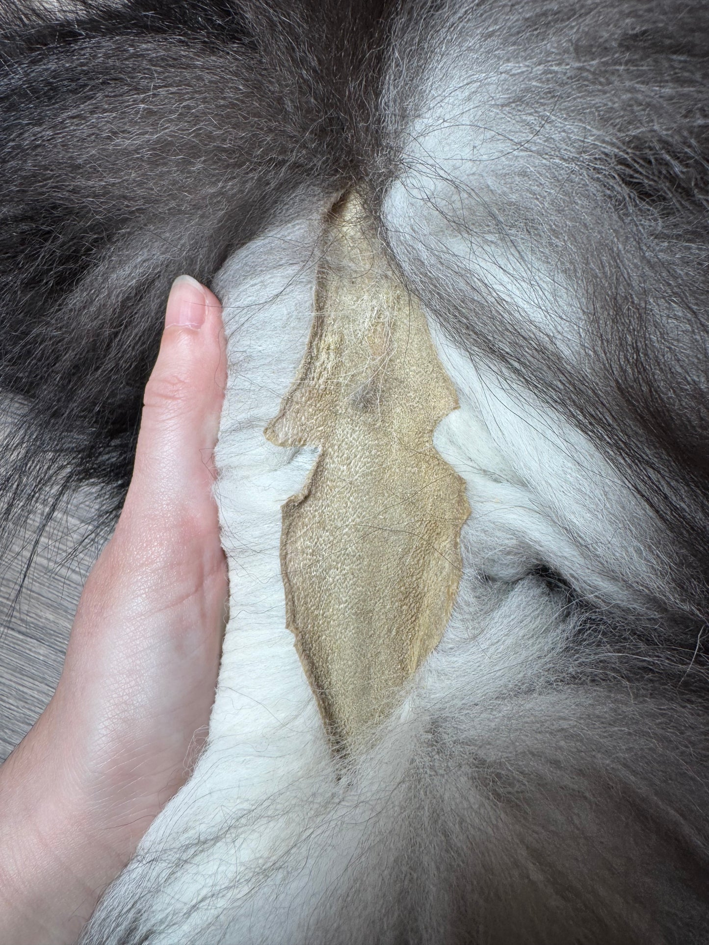 Silver fox pelt (4)