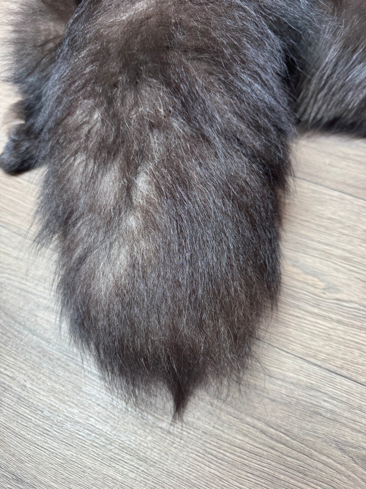 Silver fox pelt (10)