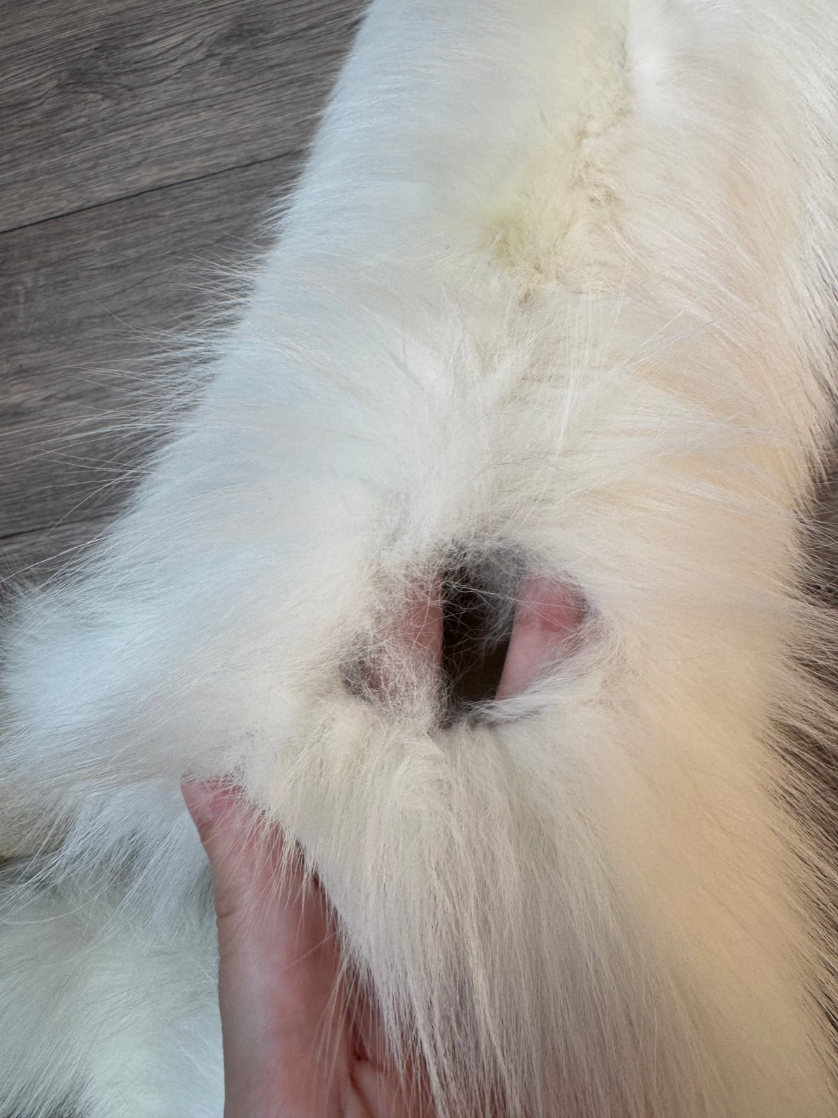 Arctic Marble fox pelt (10)