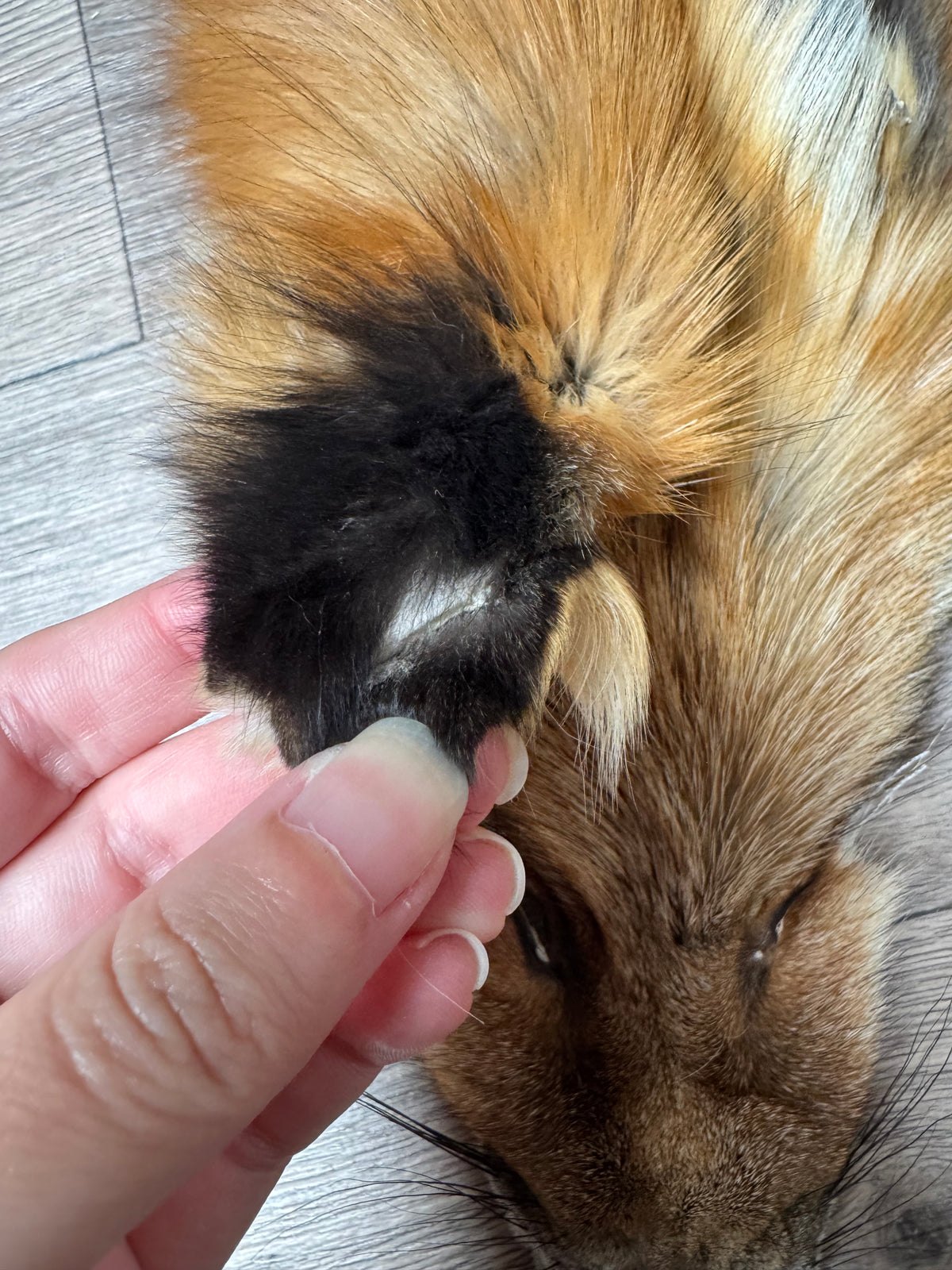 Gold fox pelt (38)