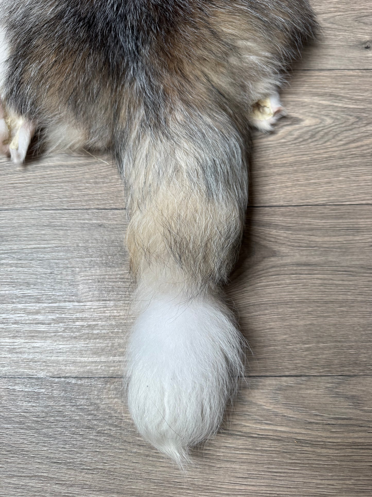 Marble tanuki pelt (16)