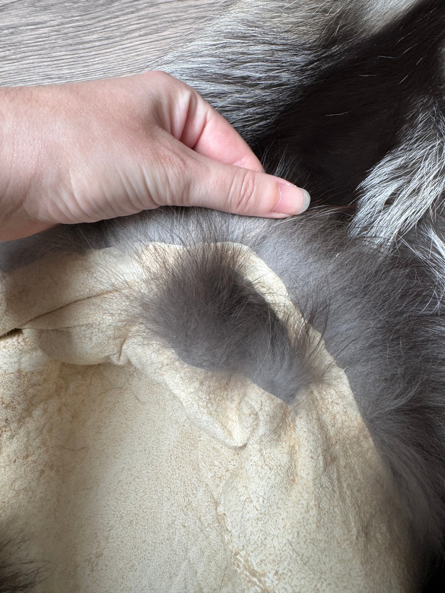 Cross fox pelt (3)