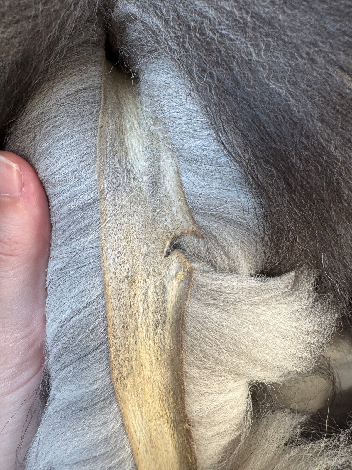 Silver fox pelt (21)