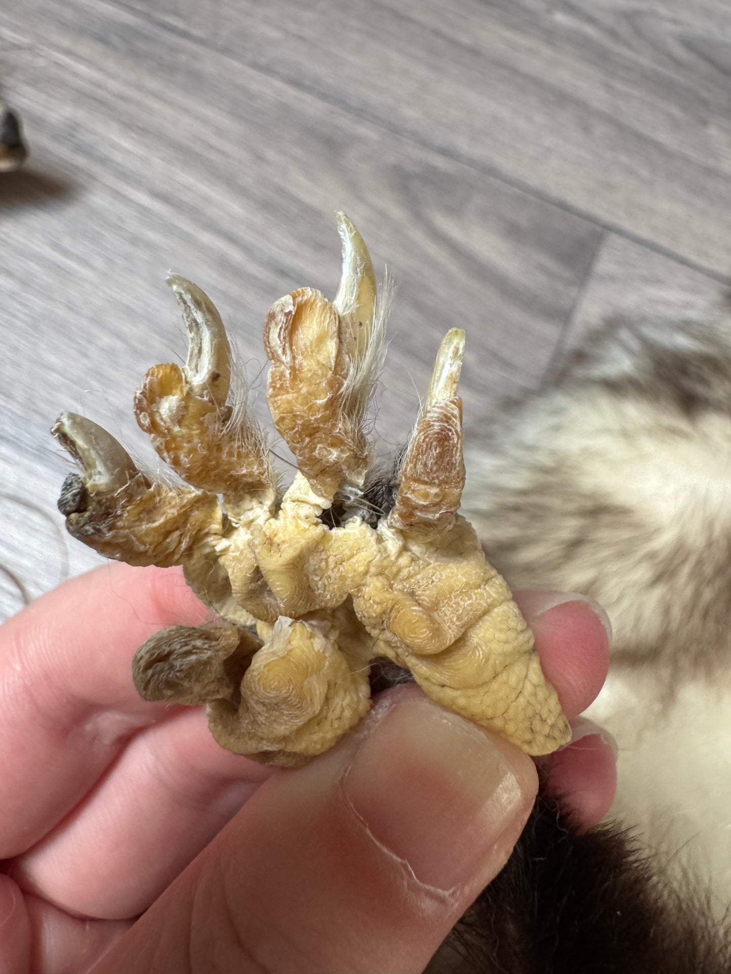 Male opossum mountable pelt (8)