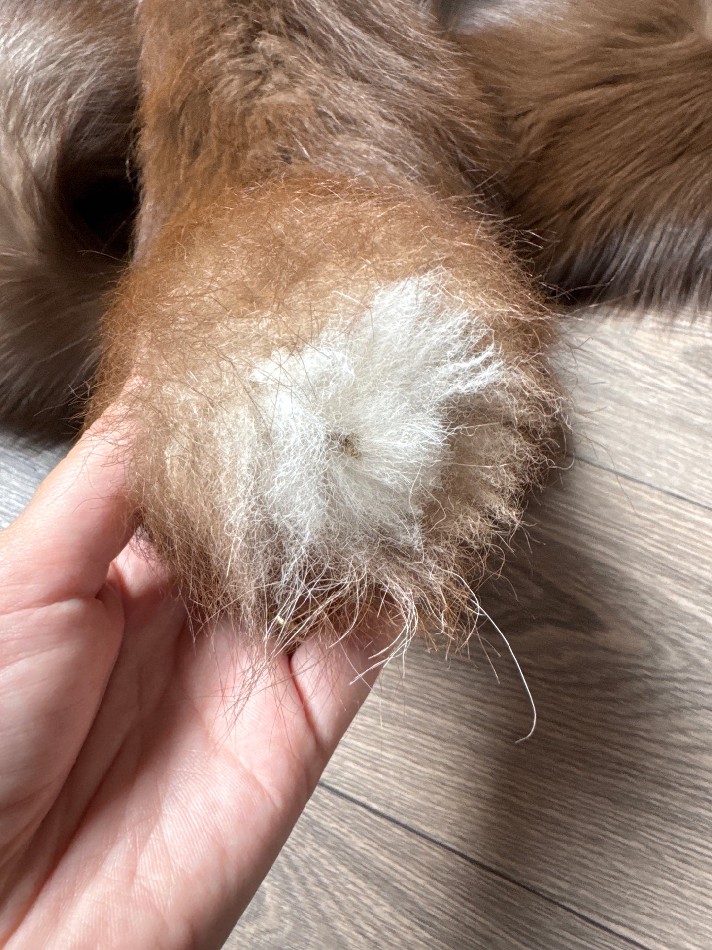 Burgundy fox pelt (11)