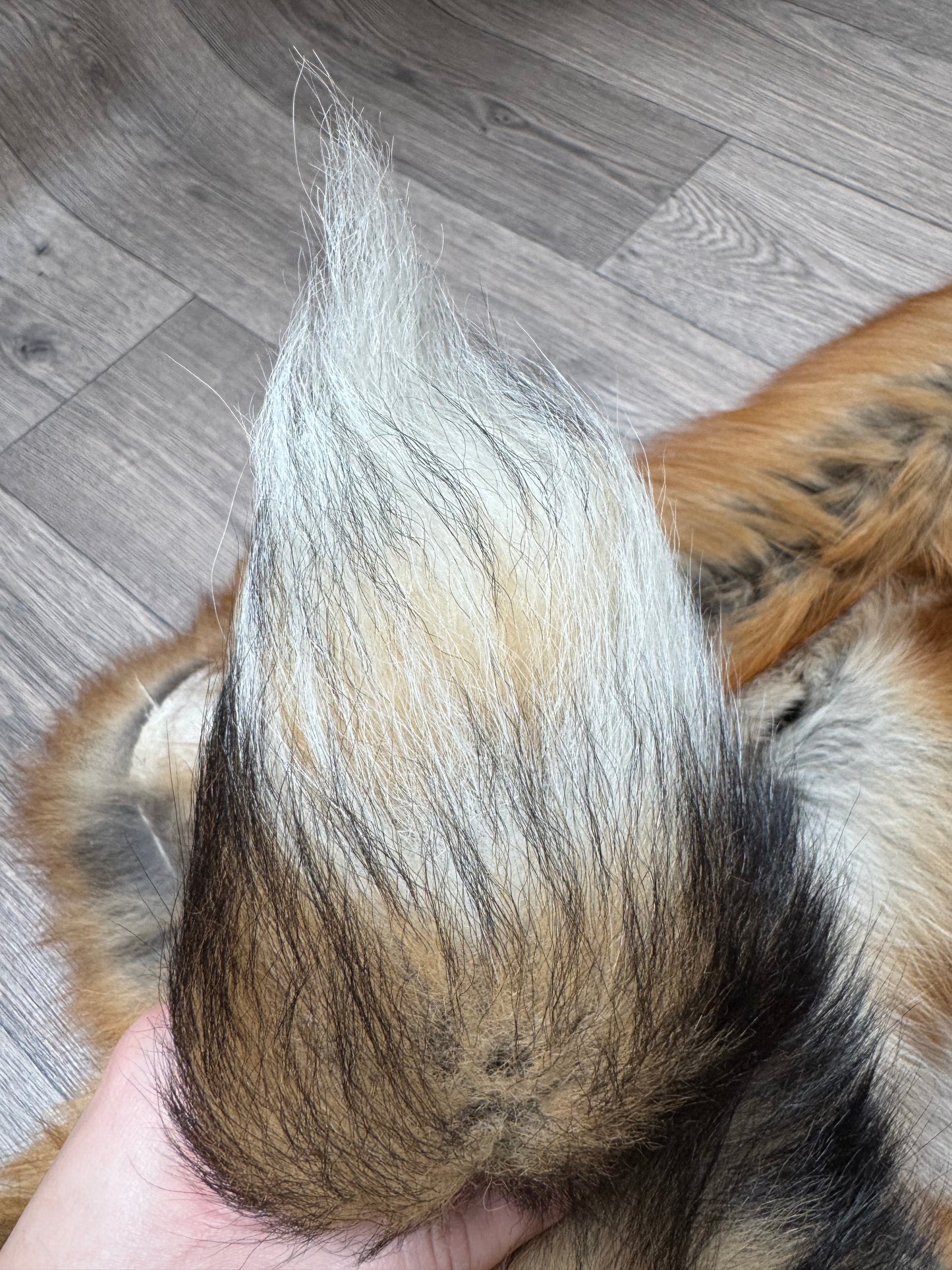Gold fox pelt (9)