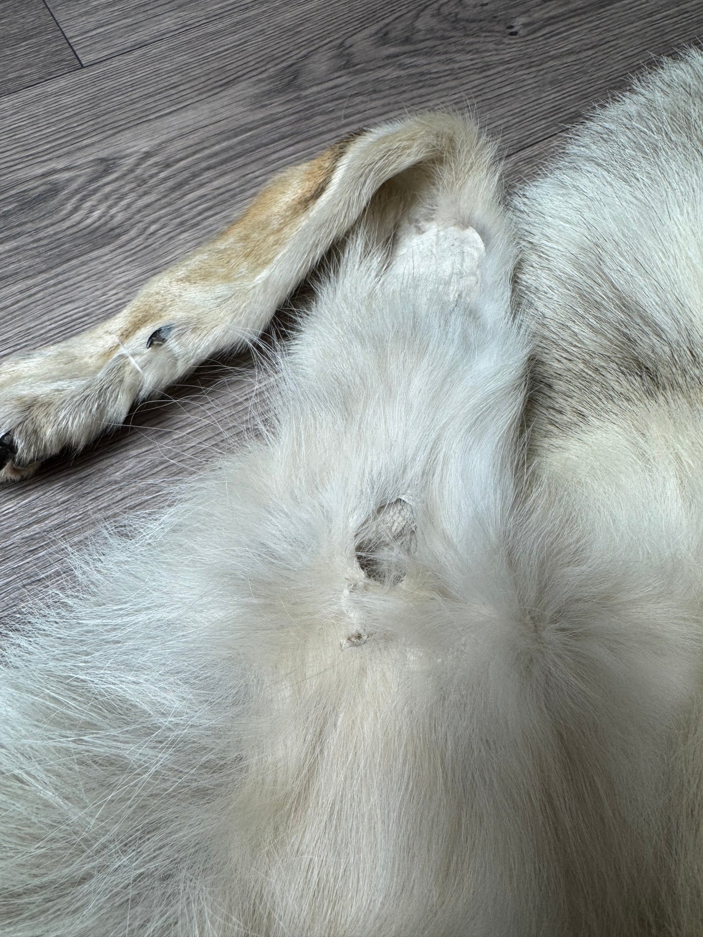 Male coyote mountable pelt (7)