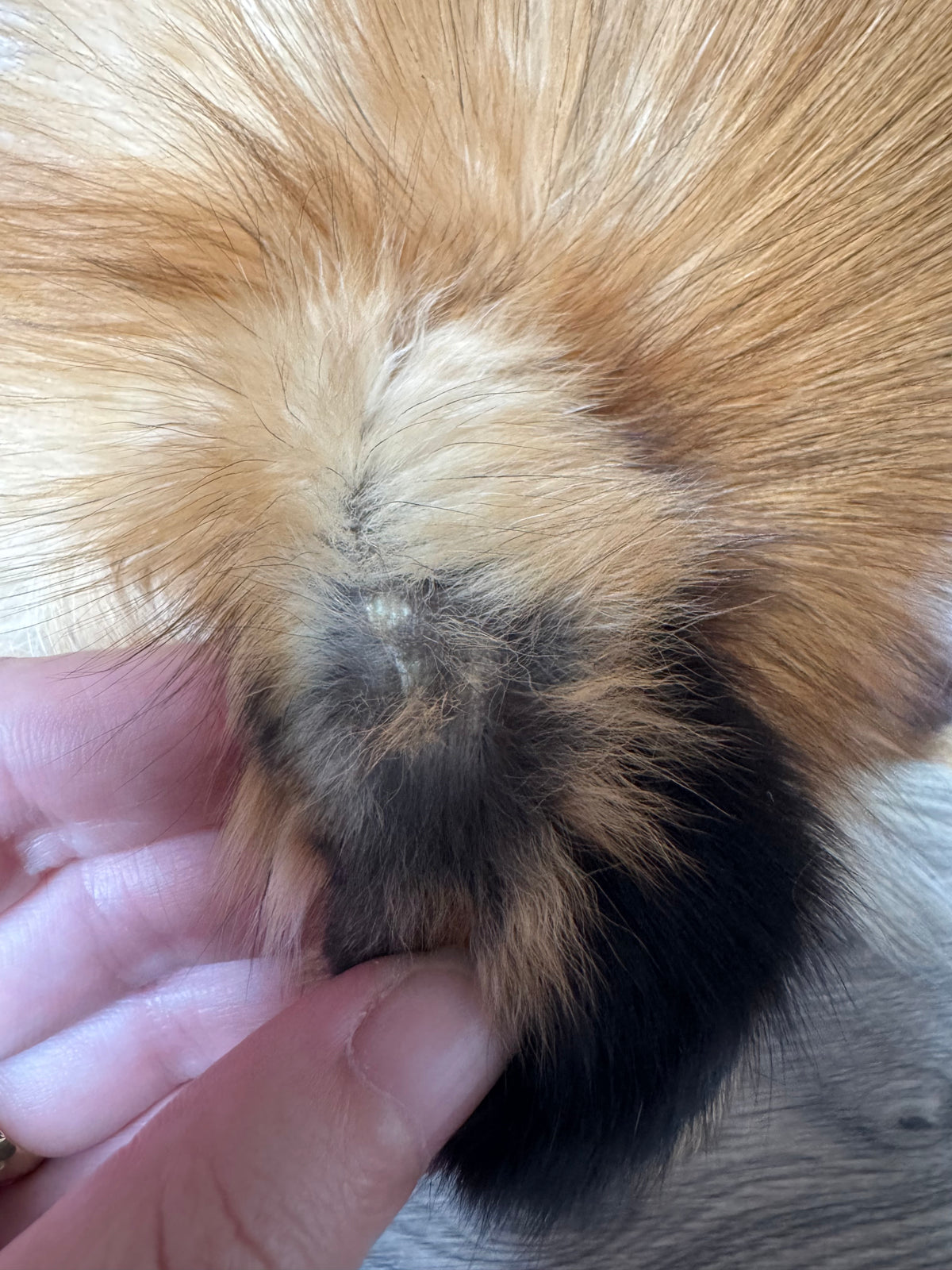Gold fox pelt (39)