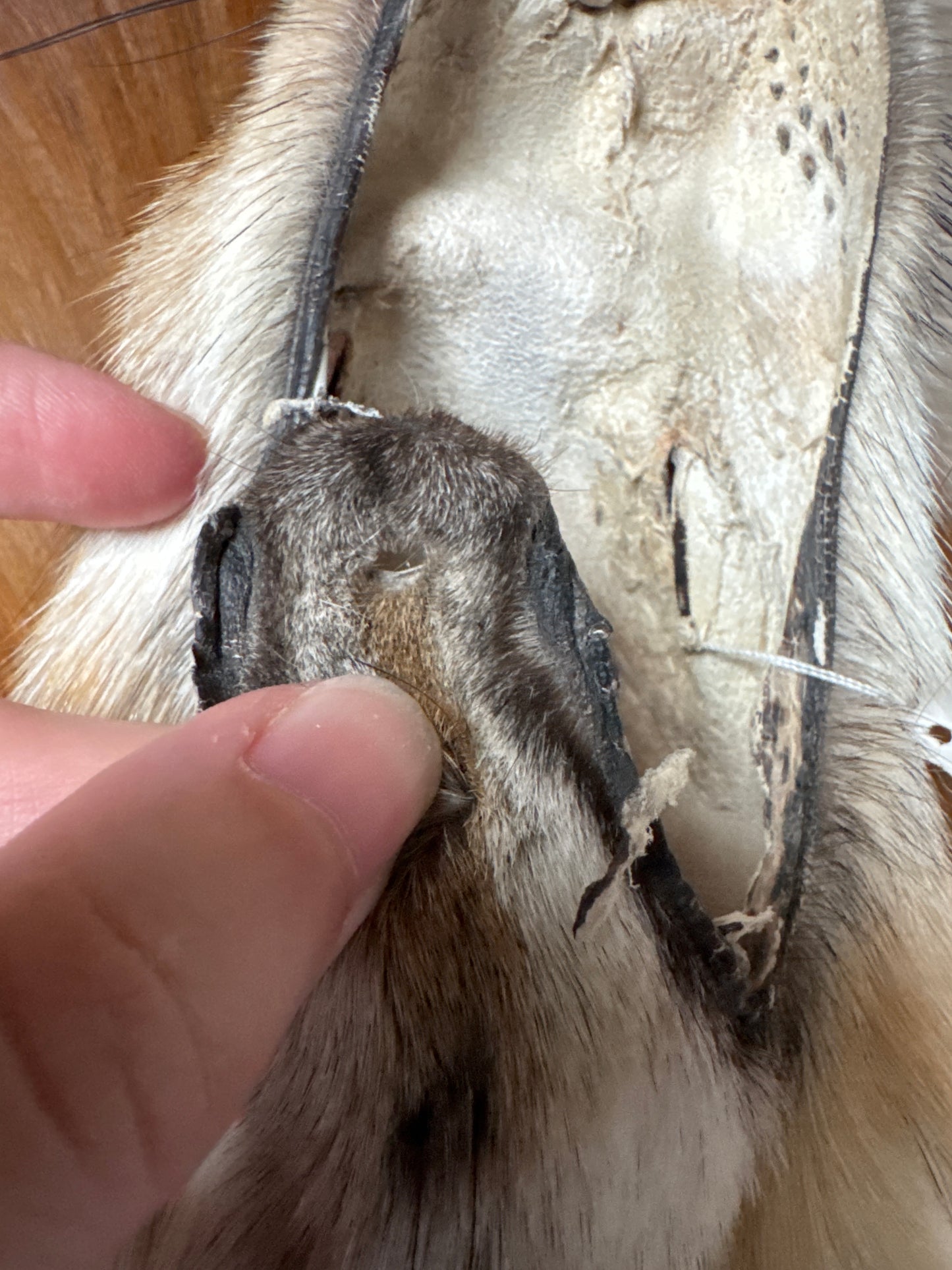 Gold fox pelt (52)