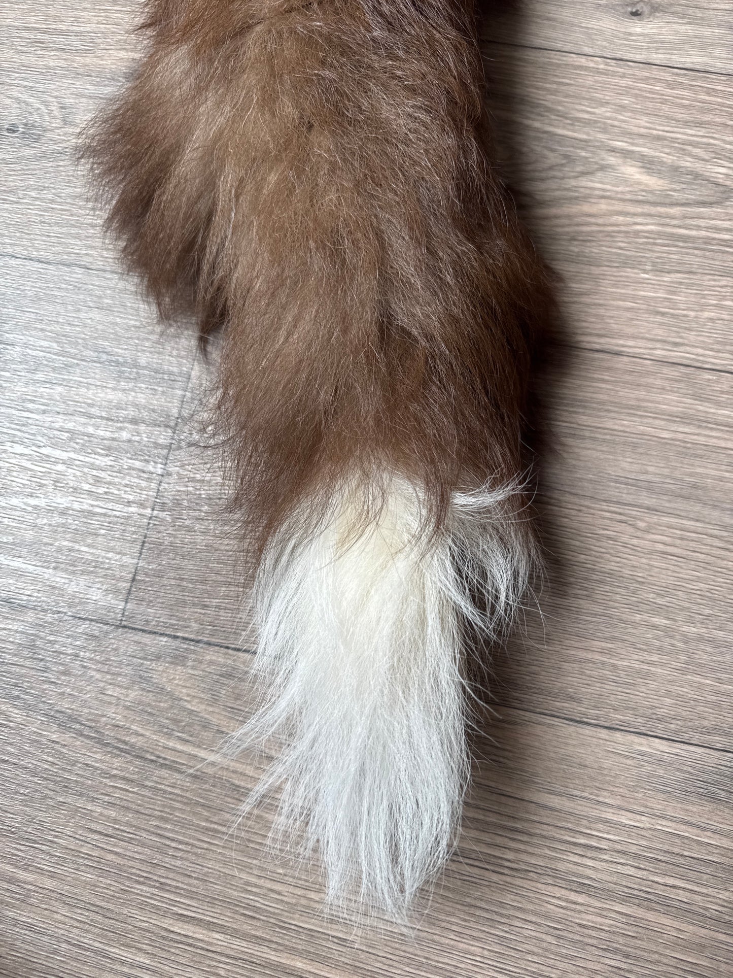 Burgundy fox pelt (9)