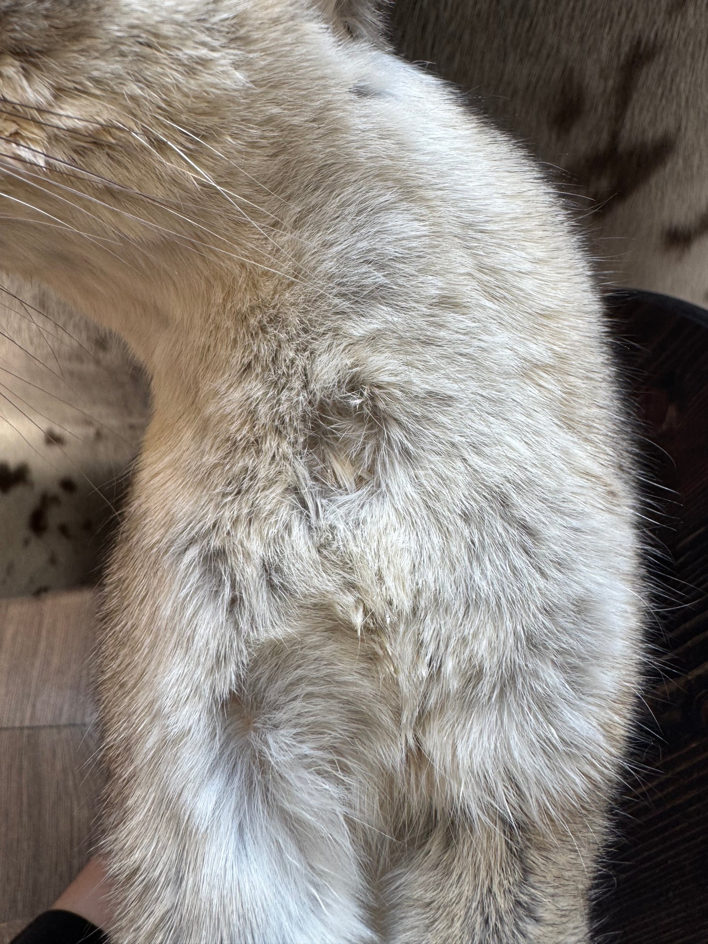 Lifesize ringtail cat traditional mount