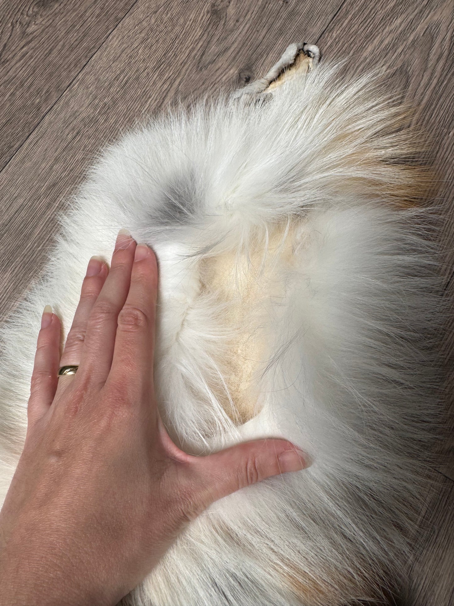 Gold Ringneck fox pelt (1)