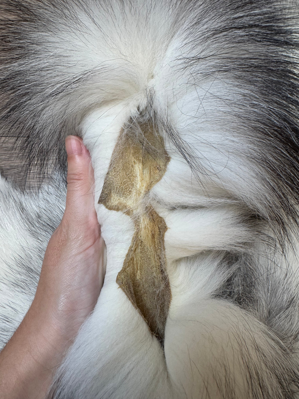 Marble Frost fox pelt (13)