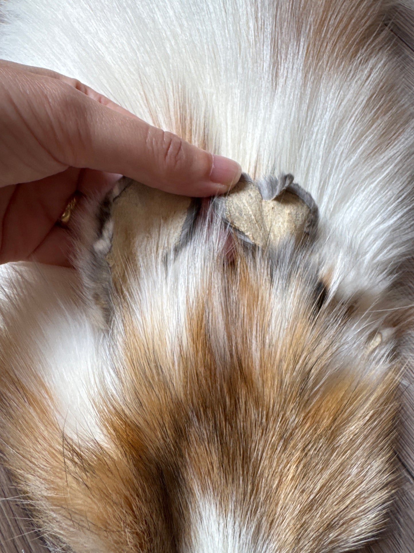 Sun Glow fox pelt (18)