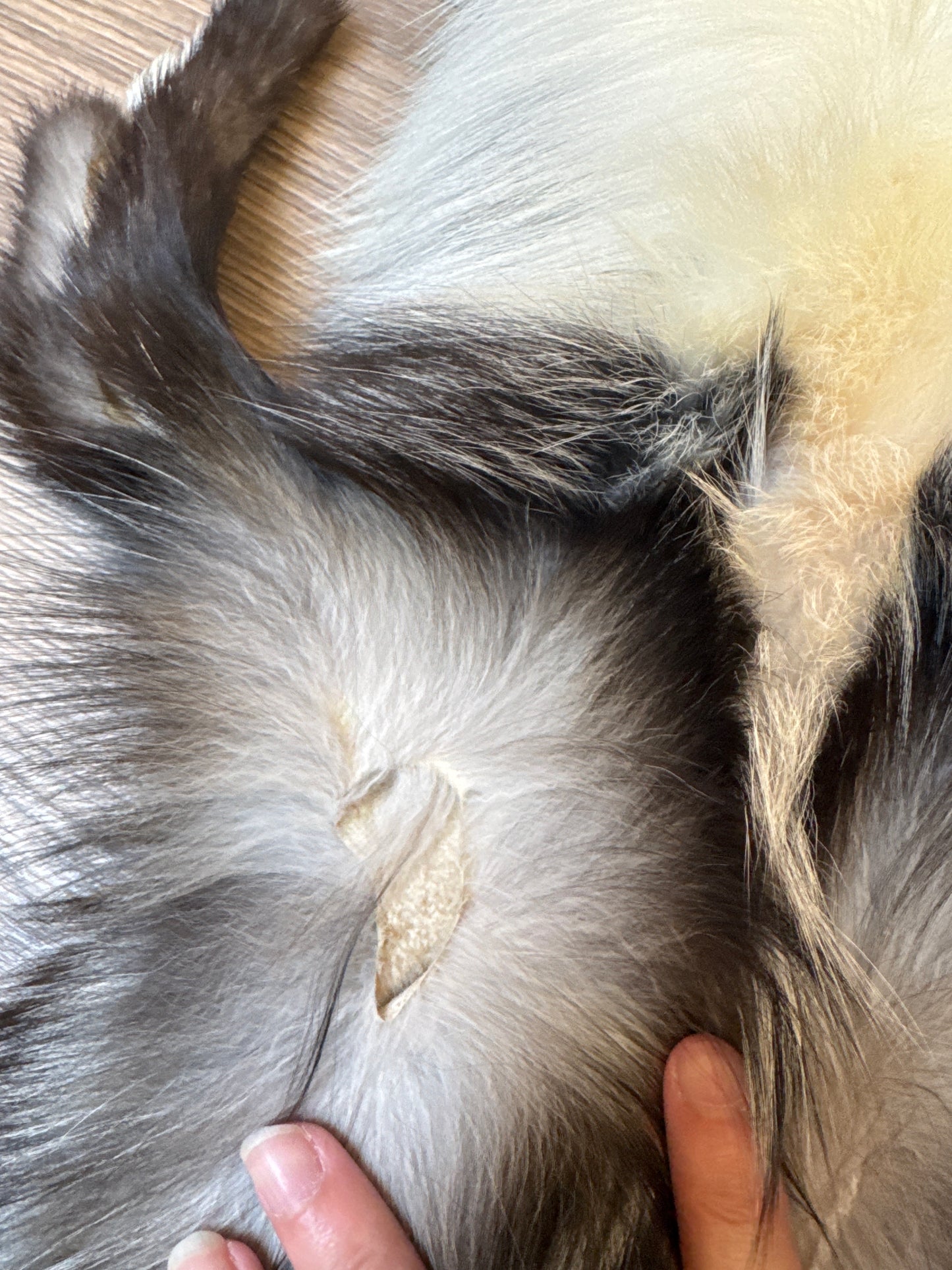 Cross Whitemark fox pelt (8)