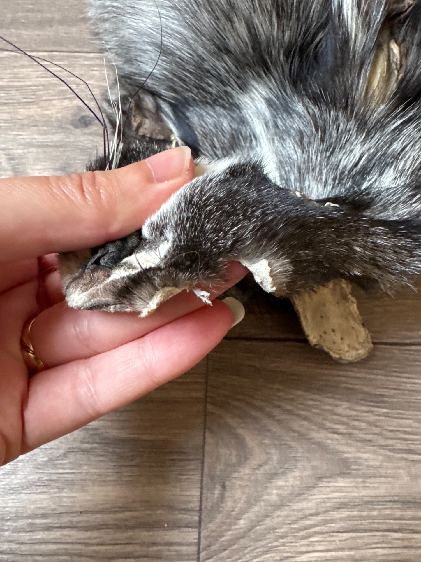 Silver Ringneck fox pelt (20)