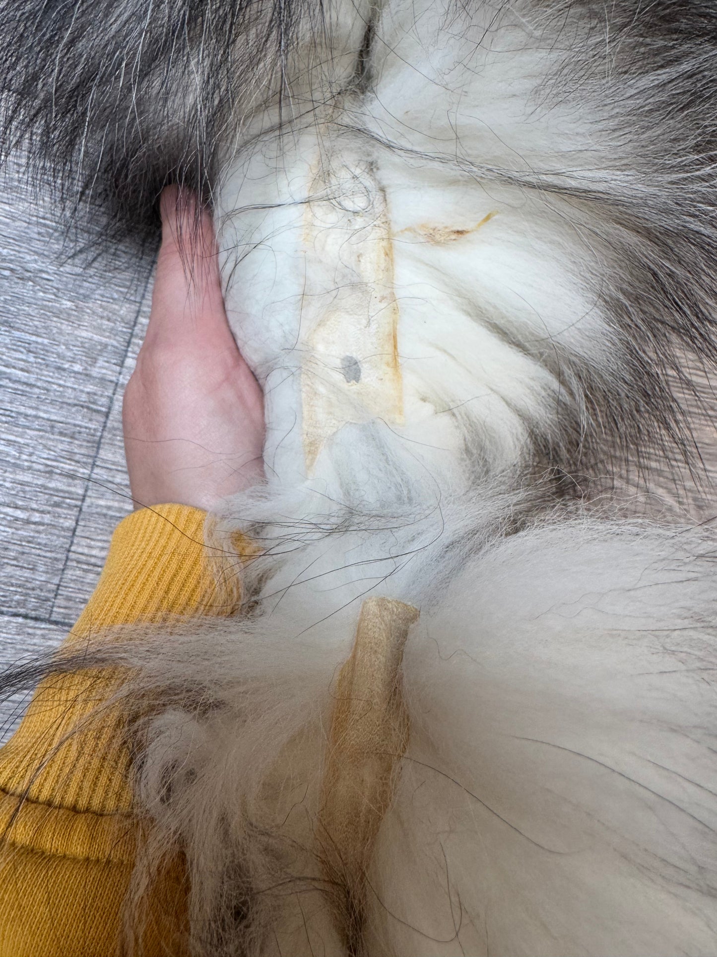 Male Silver Ringneck fox mountable pelt (tag 57)