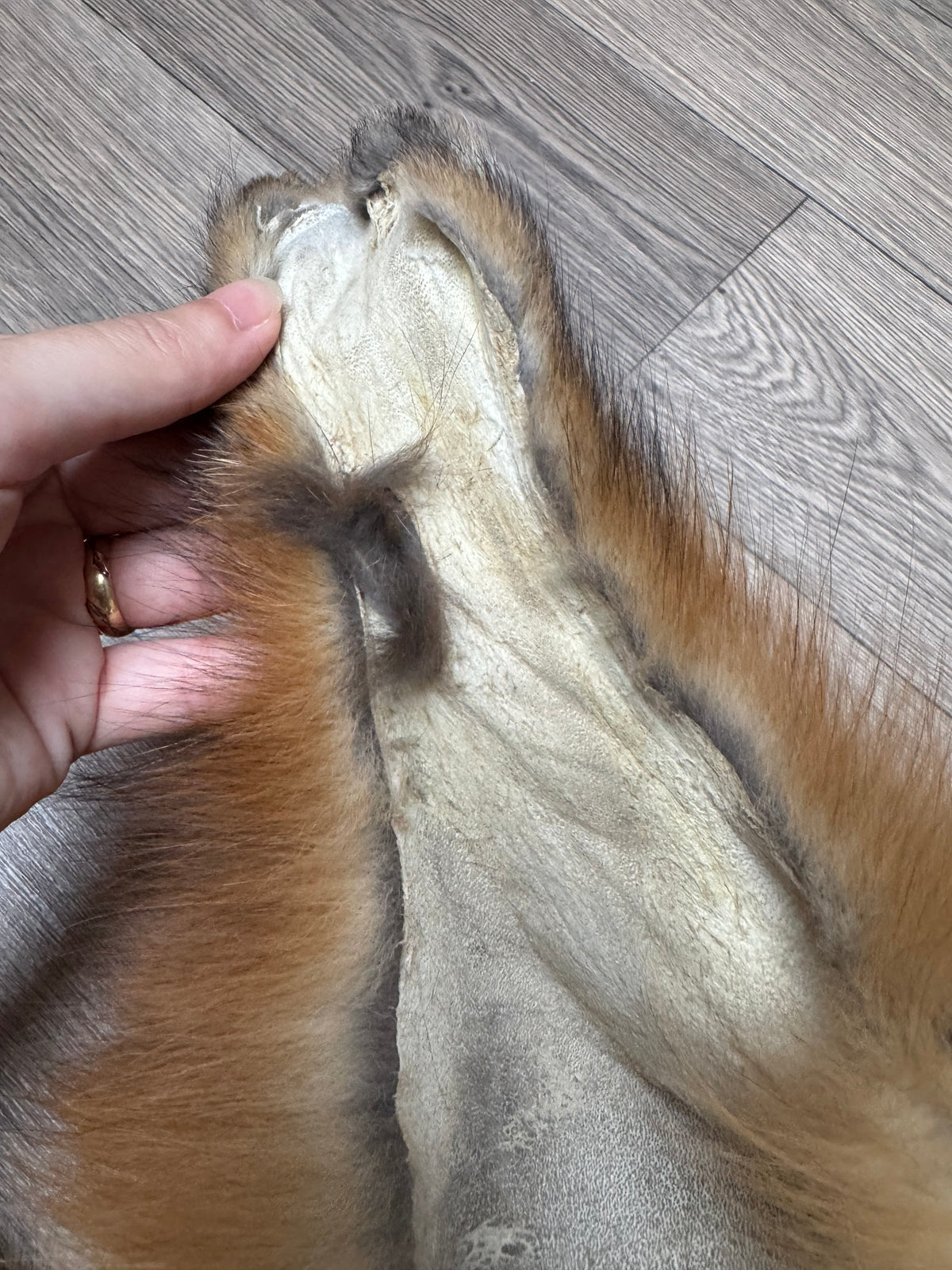 Gold fox pelt (43)