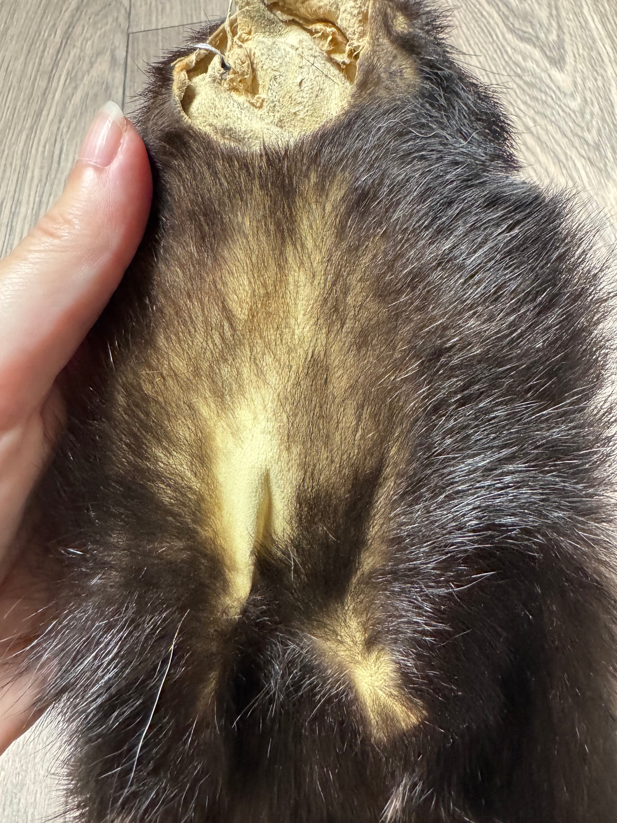 Skunk pelt (9)