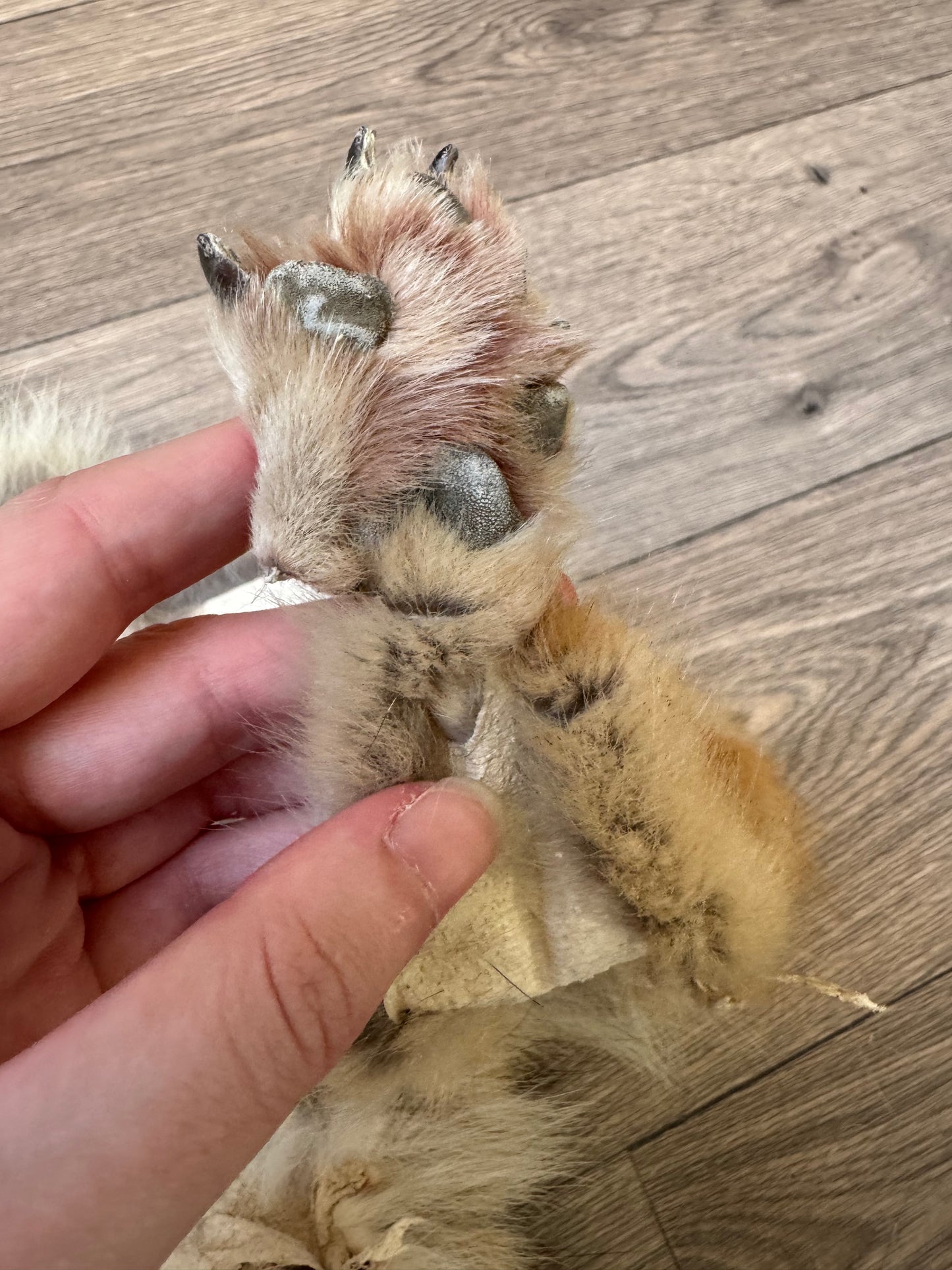 Female coyote mountable pelt (9)