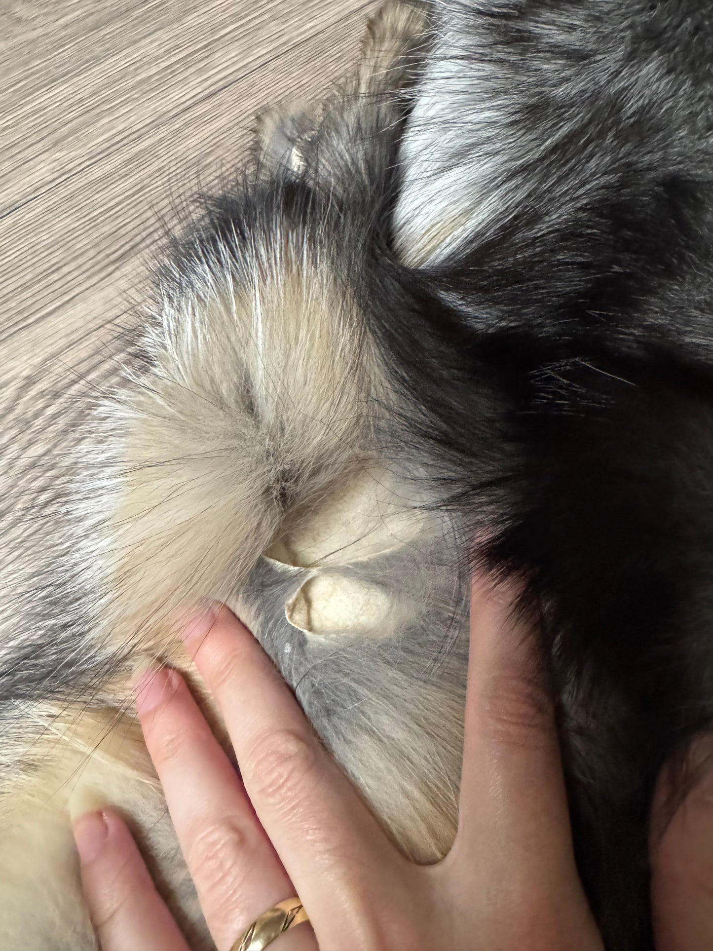 Smokey fox pelt (10)
