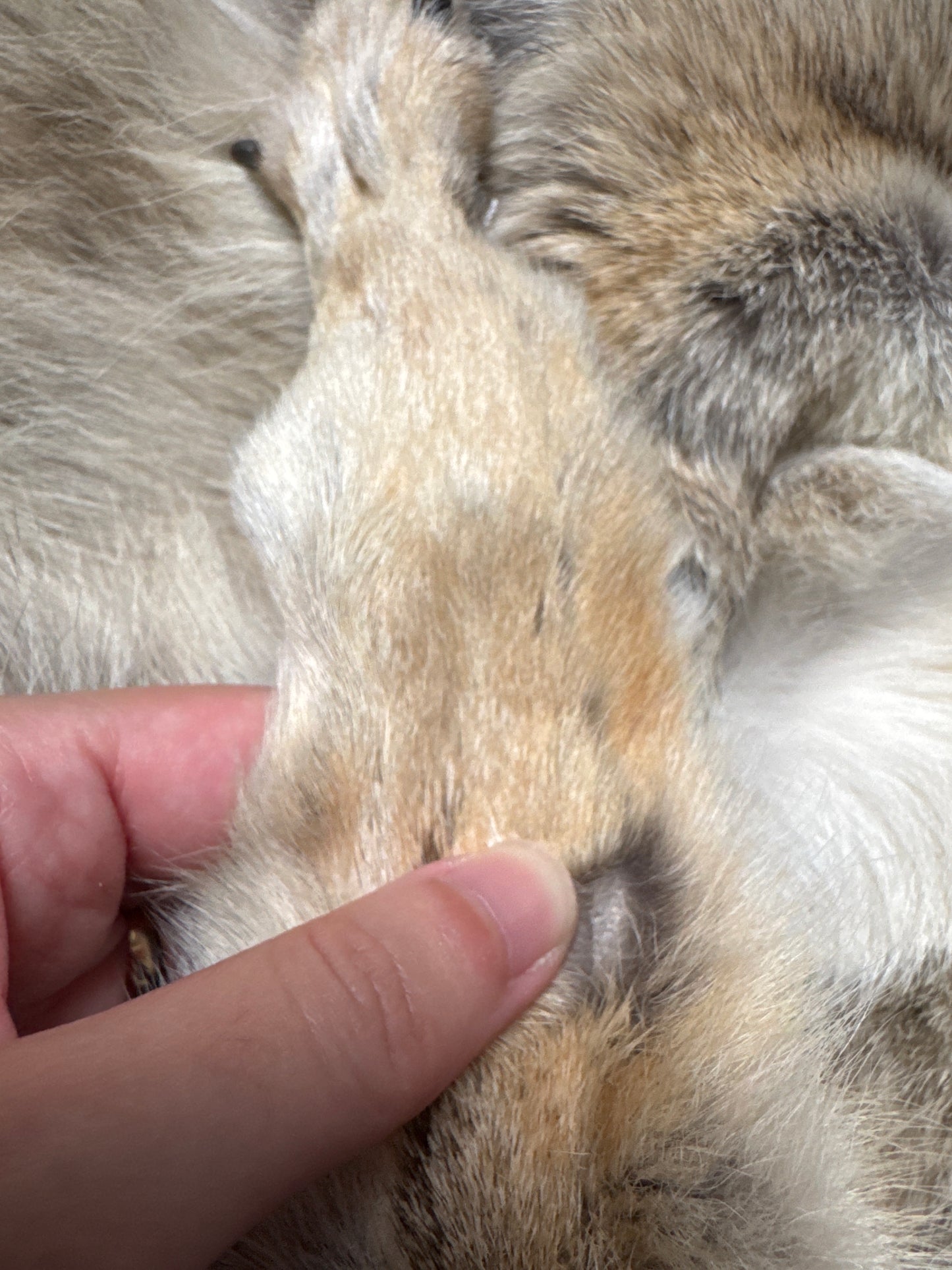 Male coyote mountable pelt (5)