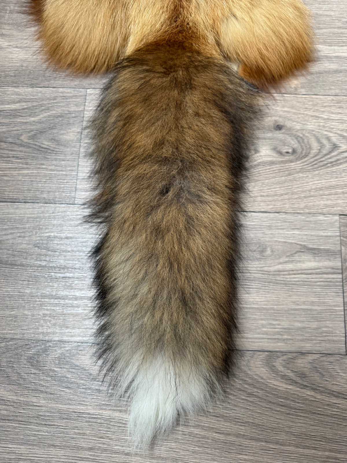 Gold fox pelt (15)
