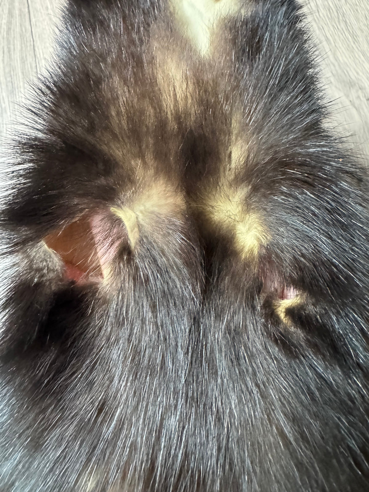 Skunk pelt (17)