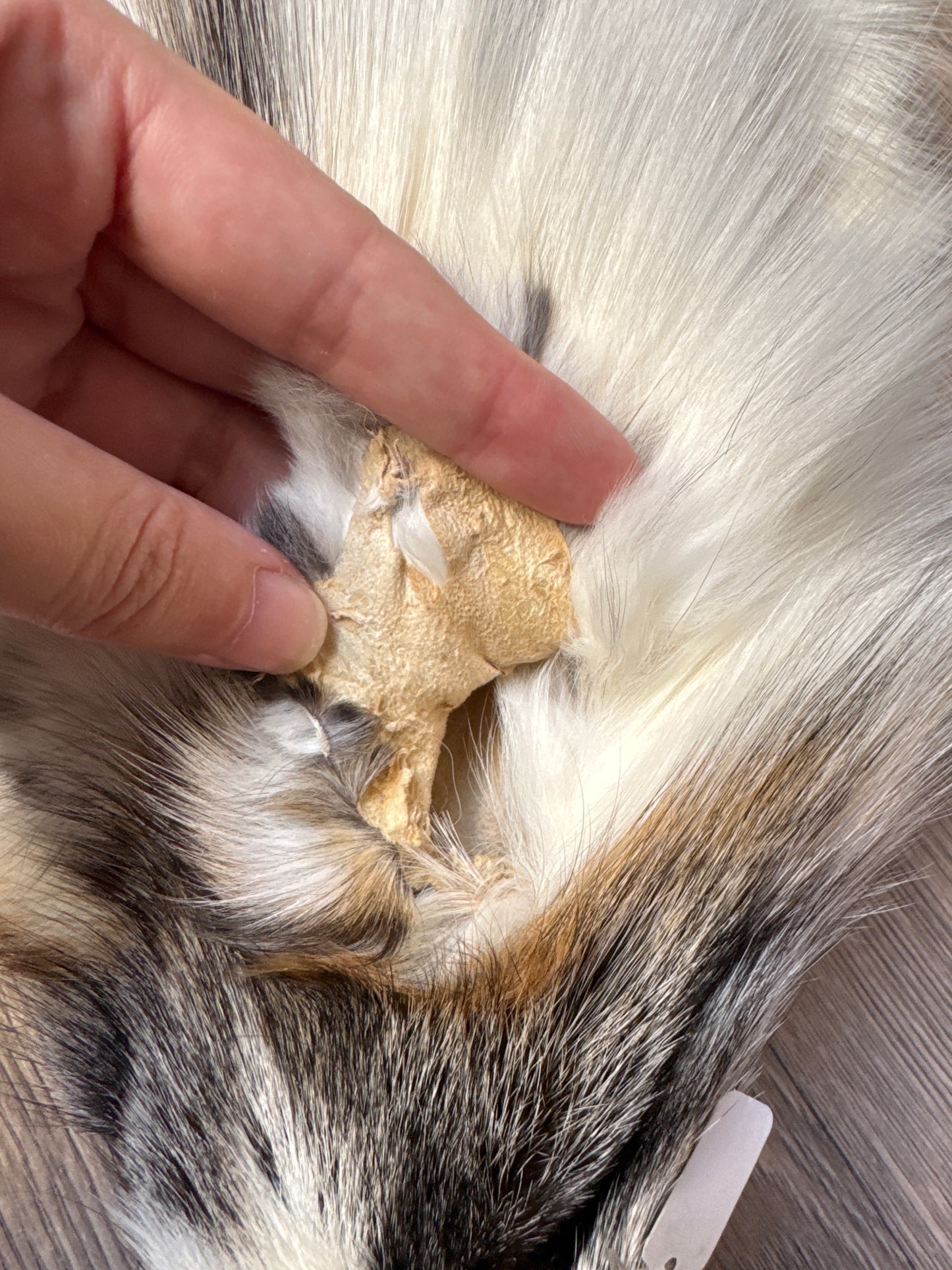 Cross Marble fox pelt (10)