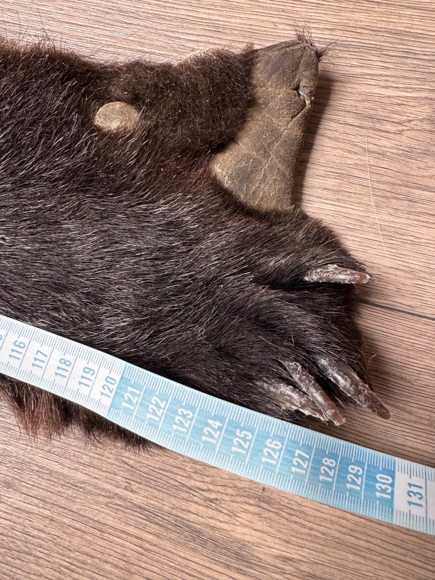 Black bear hide (1)