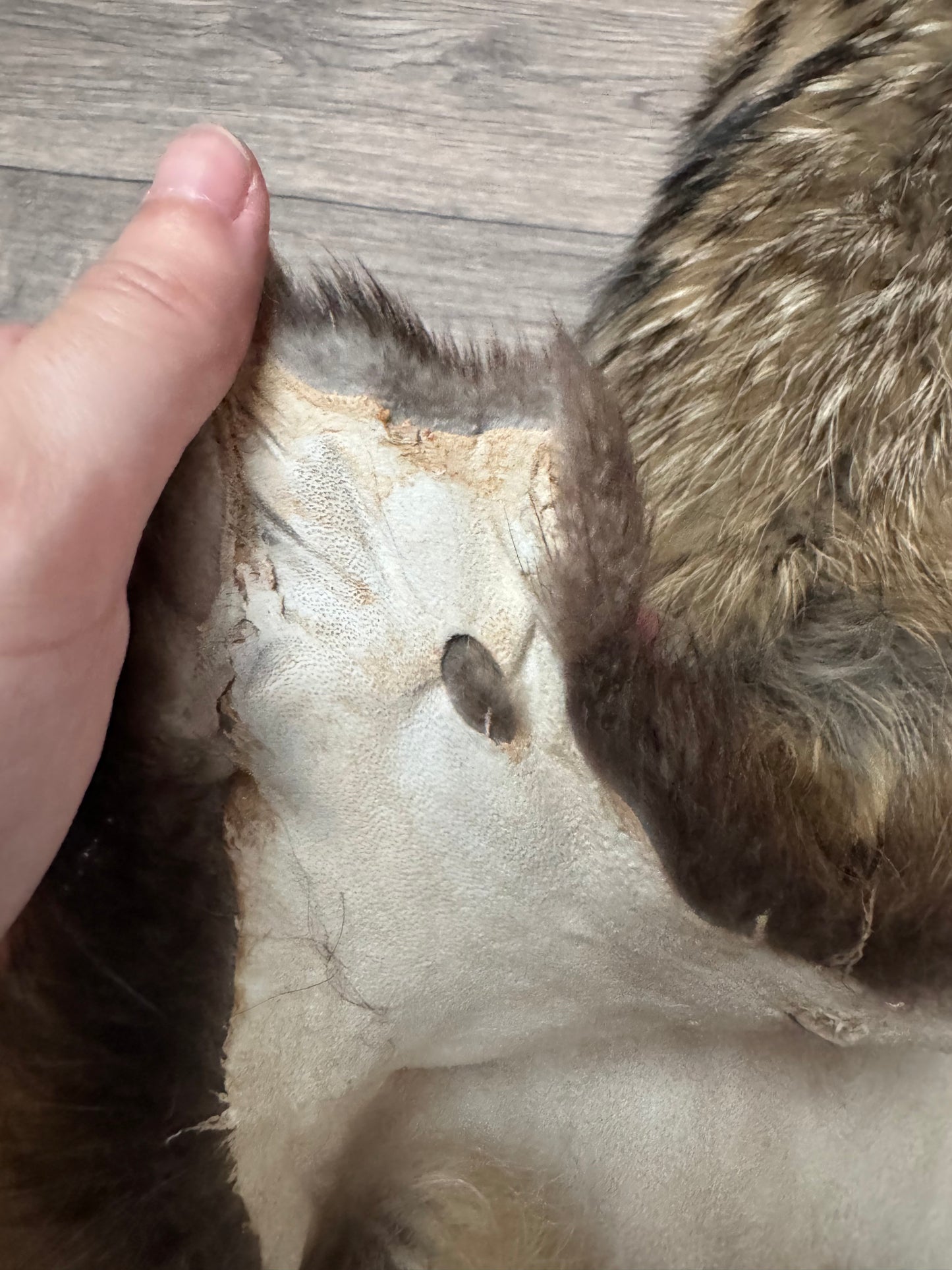 Tanuki pelt (4)