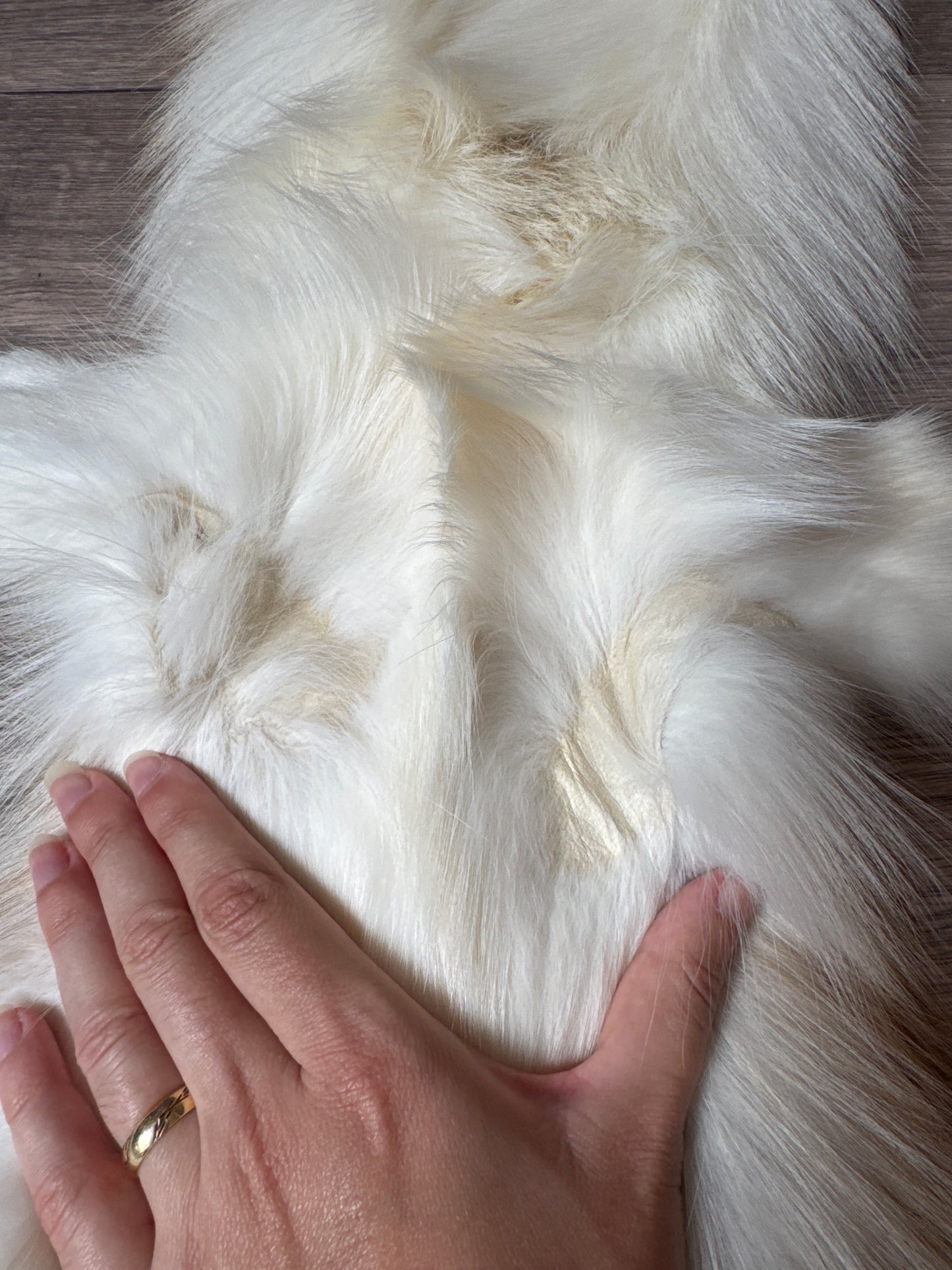 Sun Glow fox pelt (12)