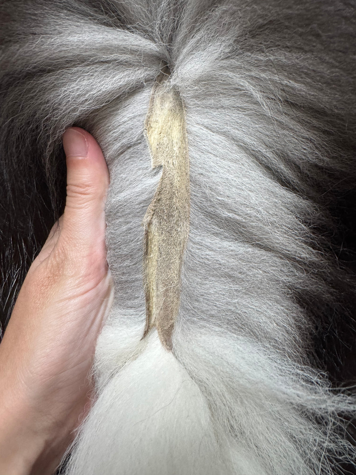Silver fox pelt (15)