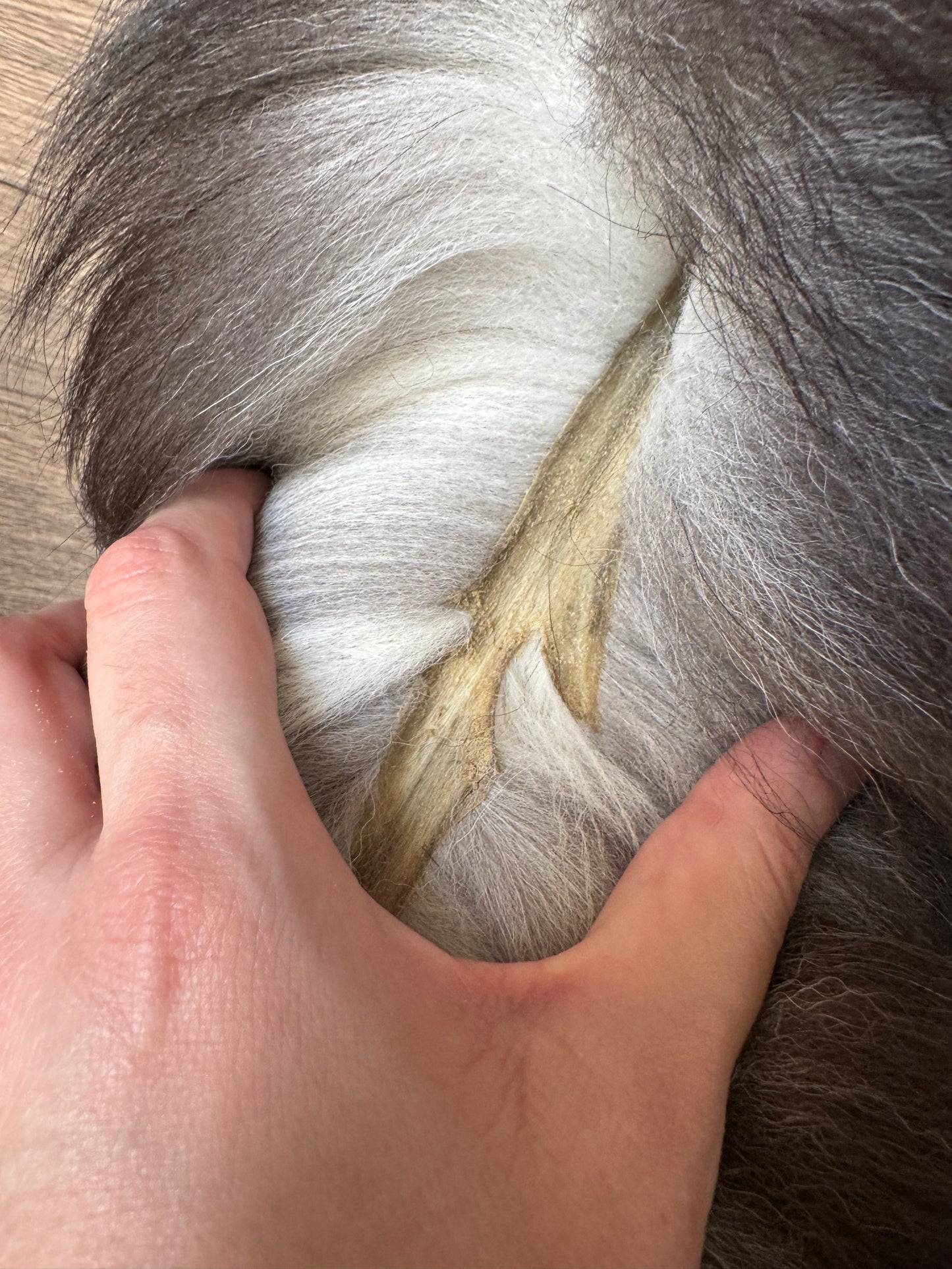 Silver fox pelt (7)