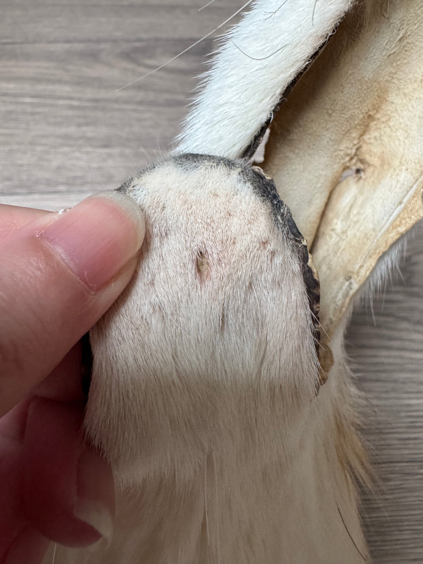 Gold Platinum fox pelt (1)