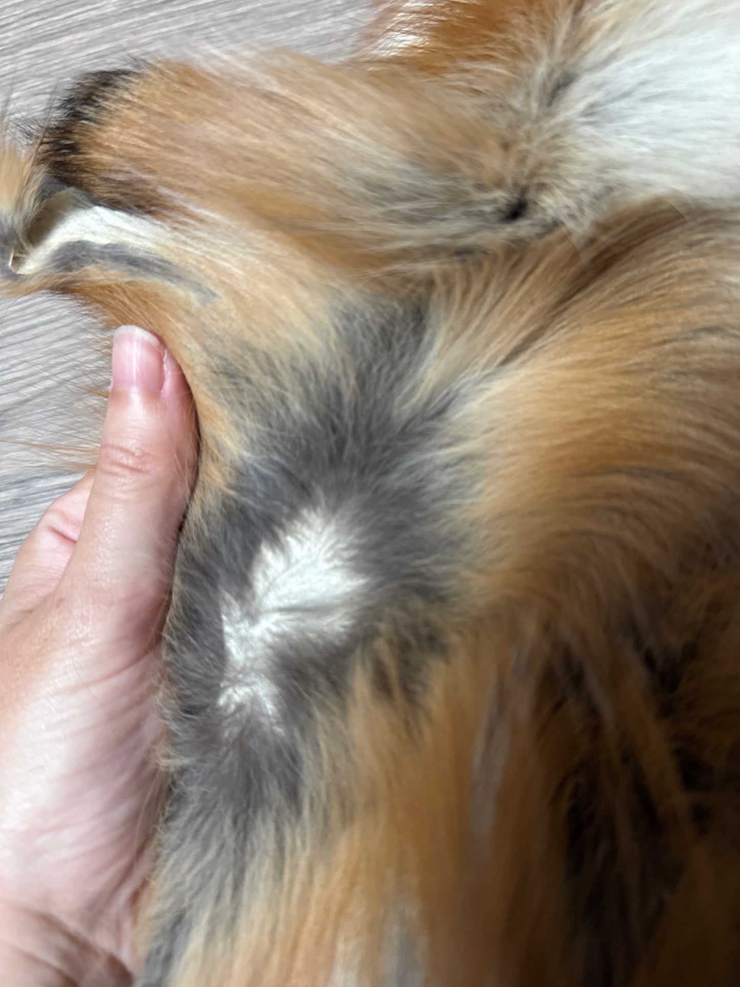 Gold fox pelt (51)
