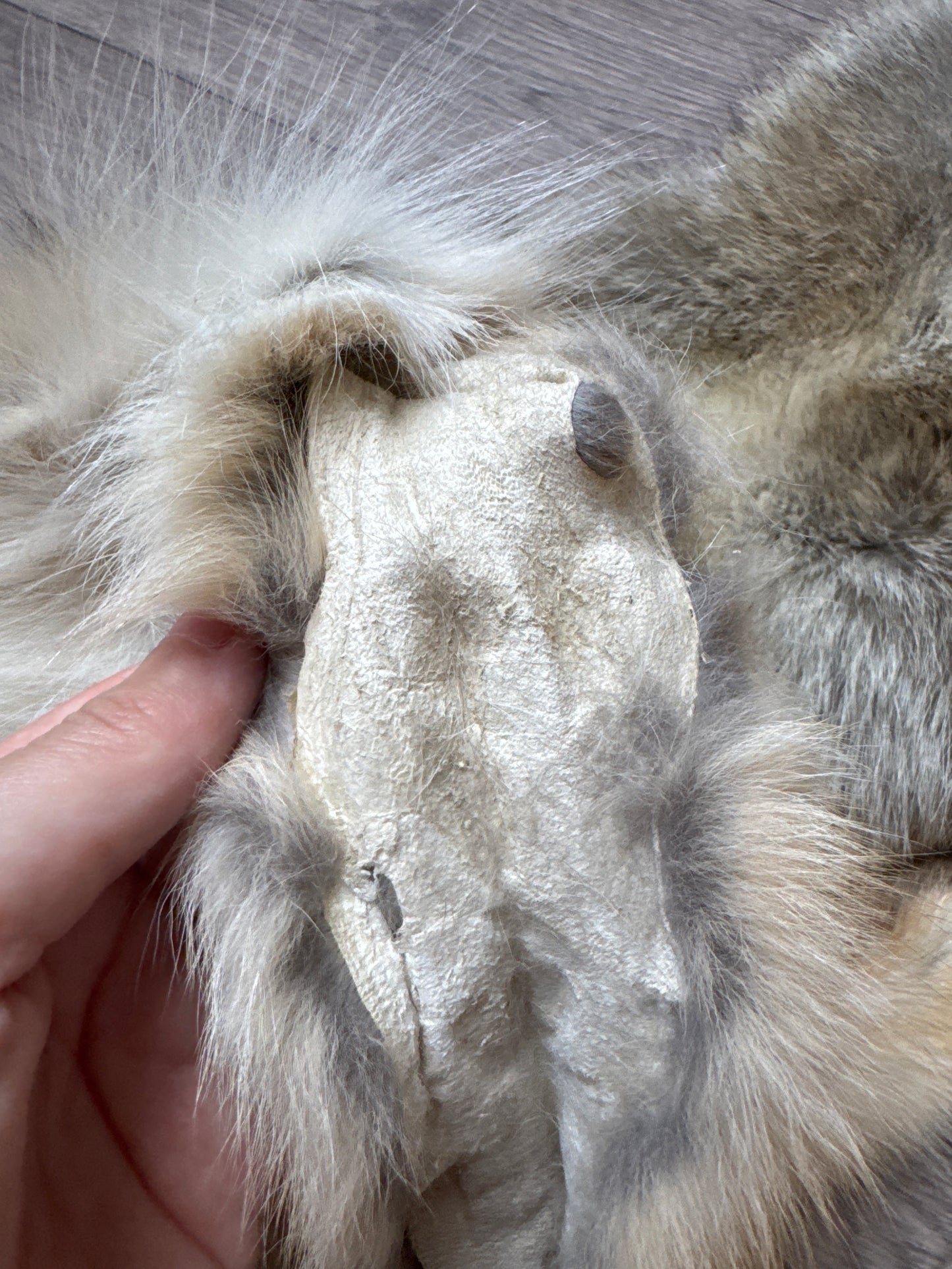 Male coyote mountable pelt (4)